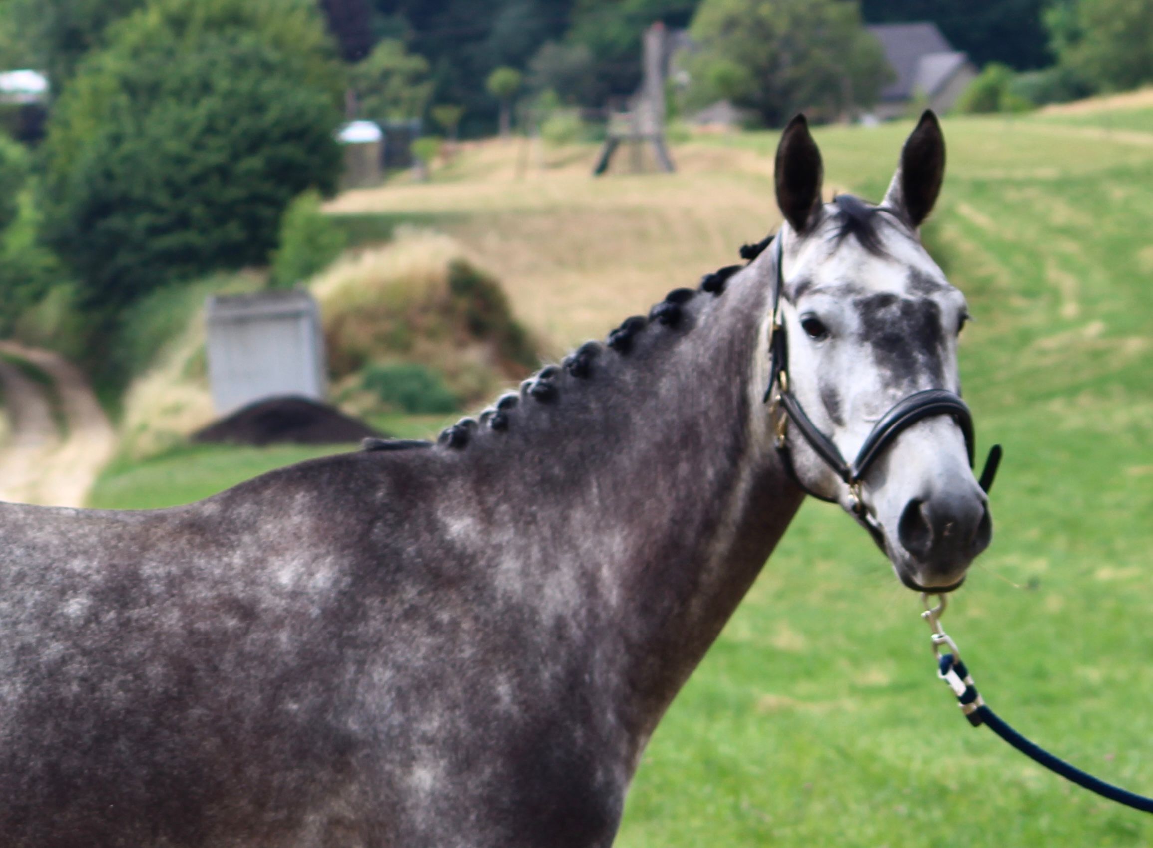 sbs springpaard merrie 5 years old schimmel for sale - Photo 3