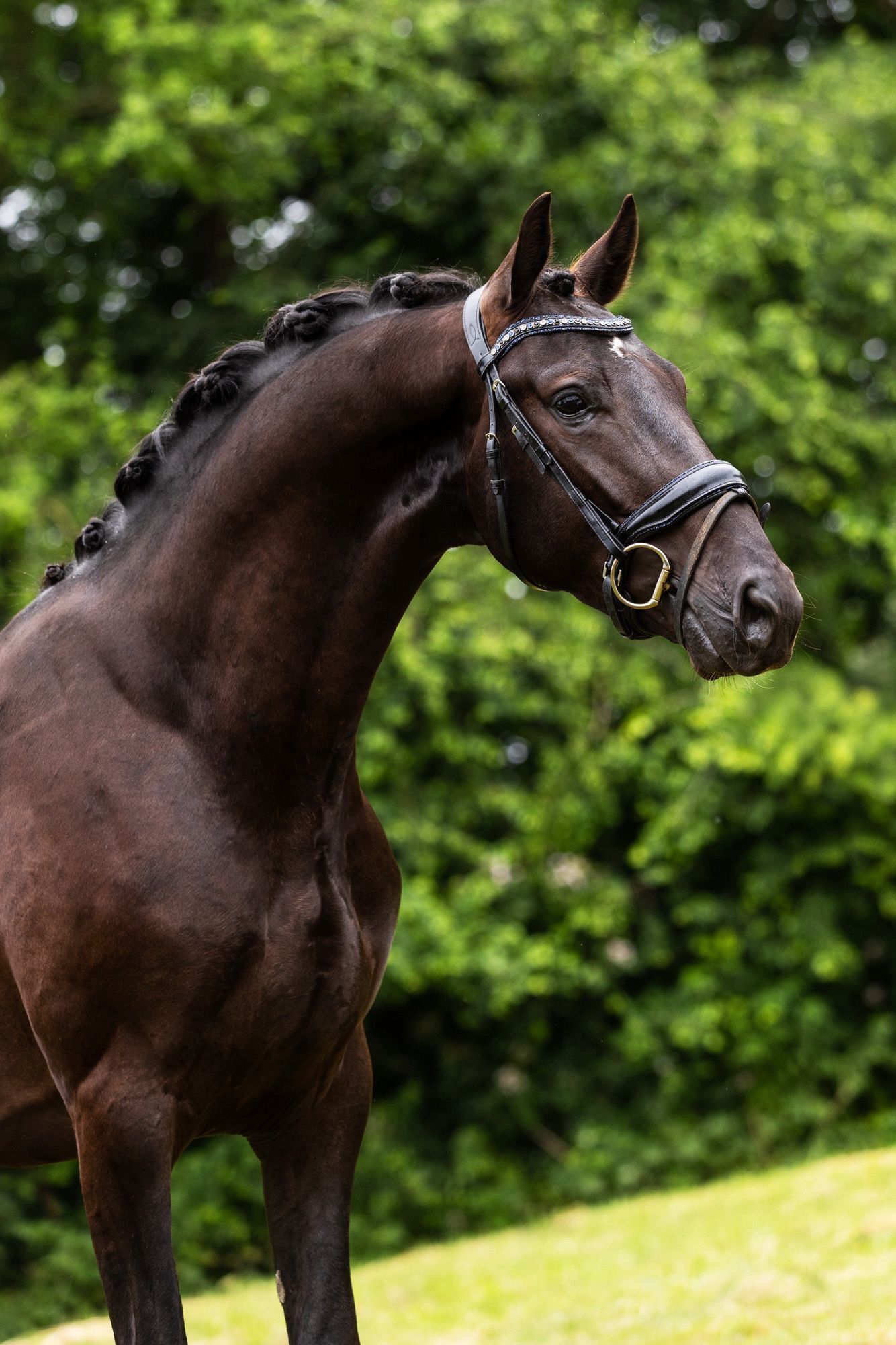 Promising 3-year-old gelding