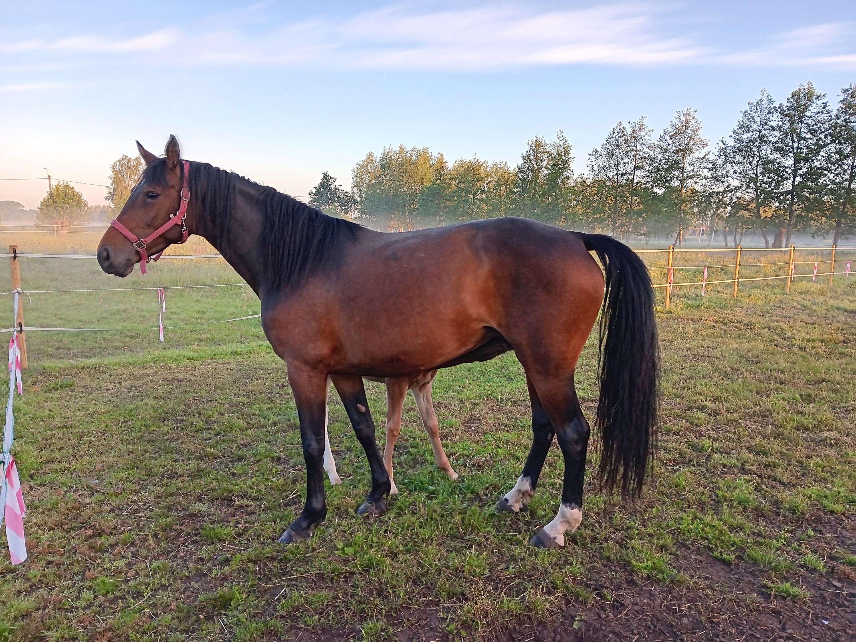bwp springpaard merrie 0 år vos till salu - Foto 2