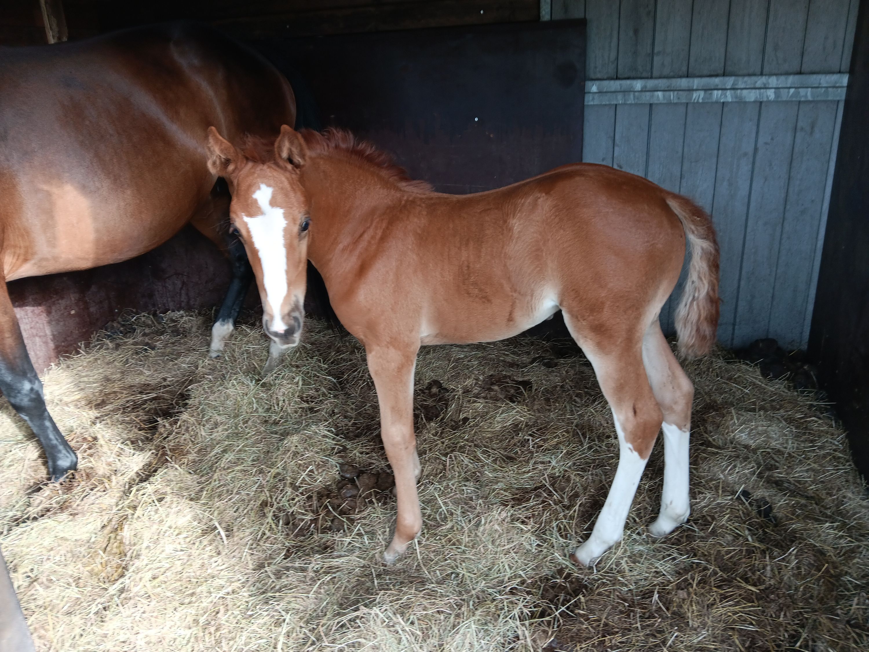 Filly by Uranus van het Zorgvliet
