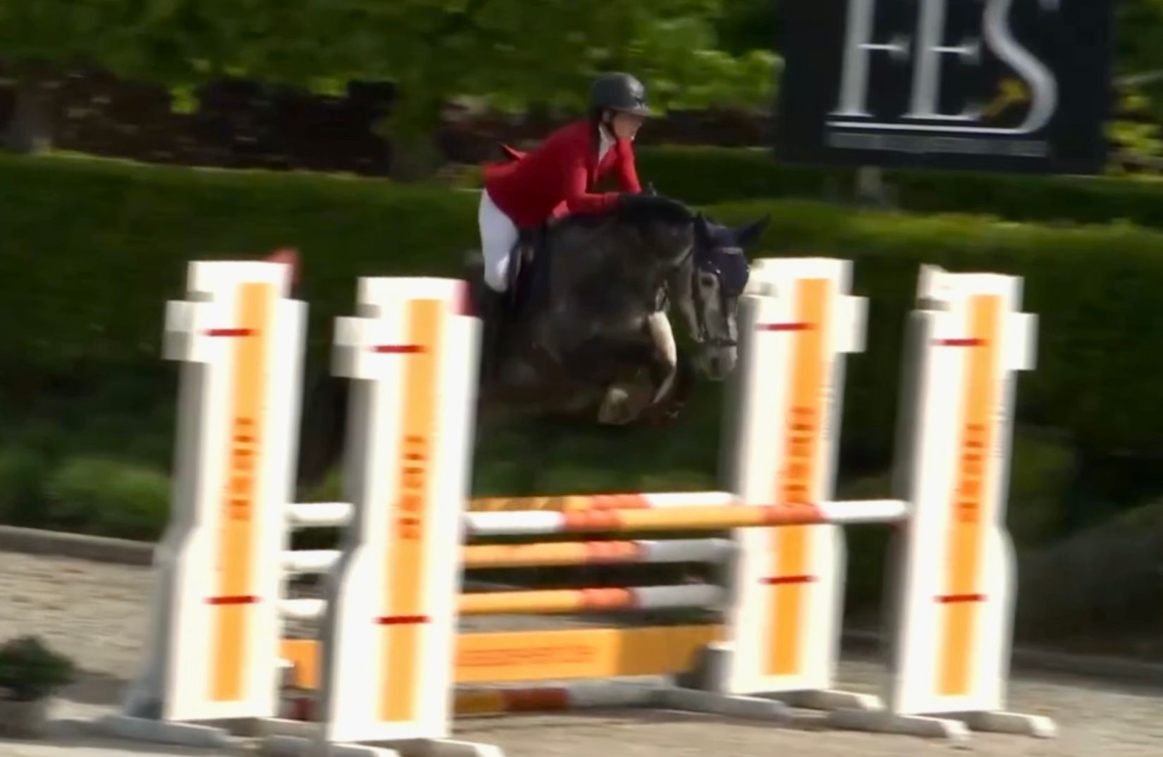 sbs springpaard merrie 5 years old schimmel for sale - Photo 6