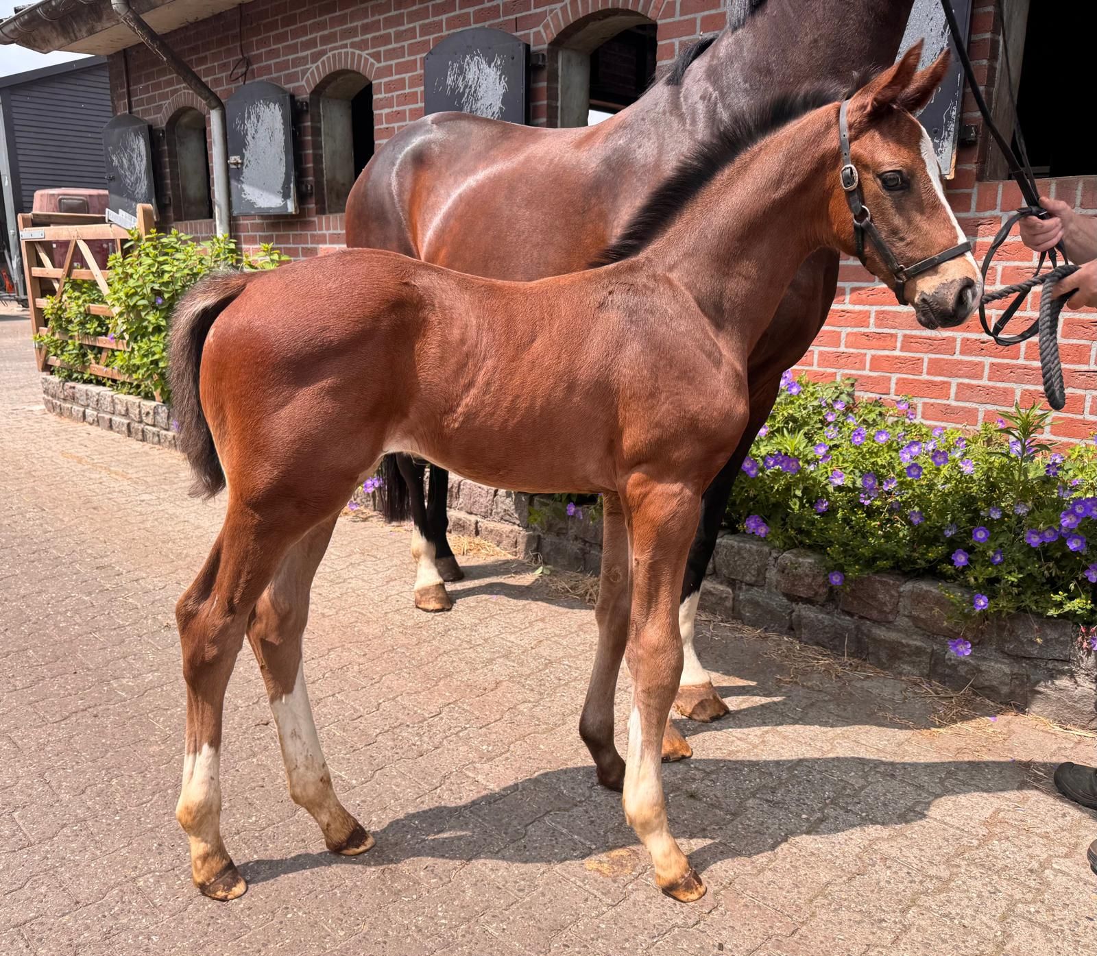 kwpn dressuurpaard hengst 0 Jahre alt bruin zu verkaufen - Foto 4
