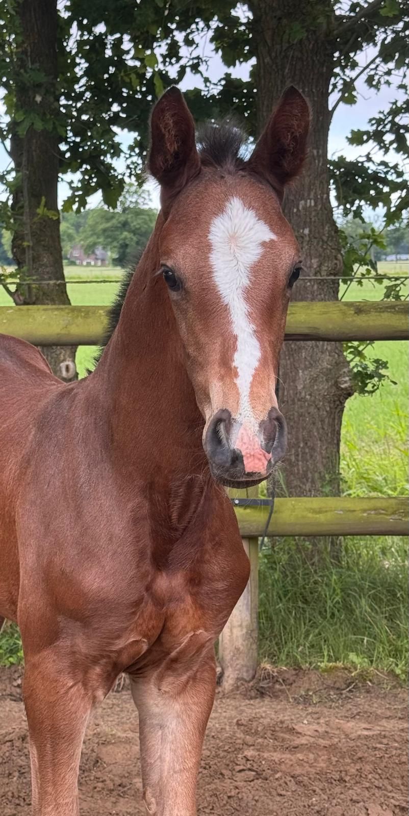kwpn dressuurpaard hengst 0 Jahre alt bruin zu verkaufen - Foto 5