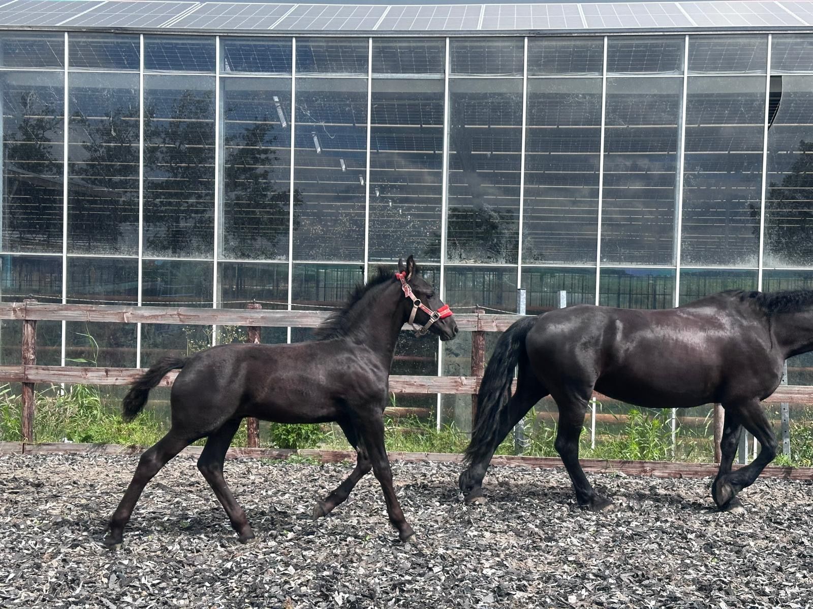 fries hengst 0 years old for sale - Photo 6