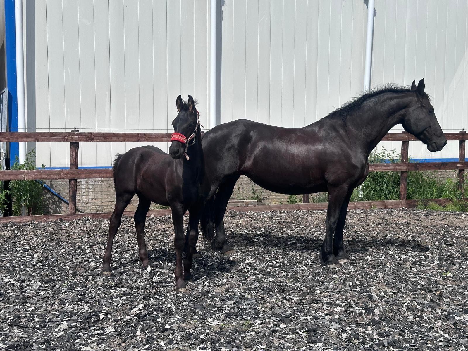 Friesian stallion foal