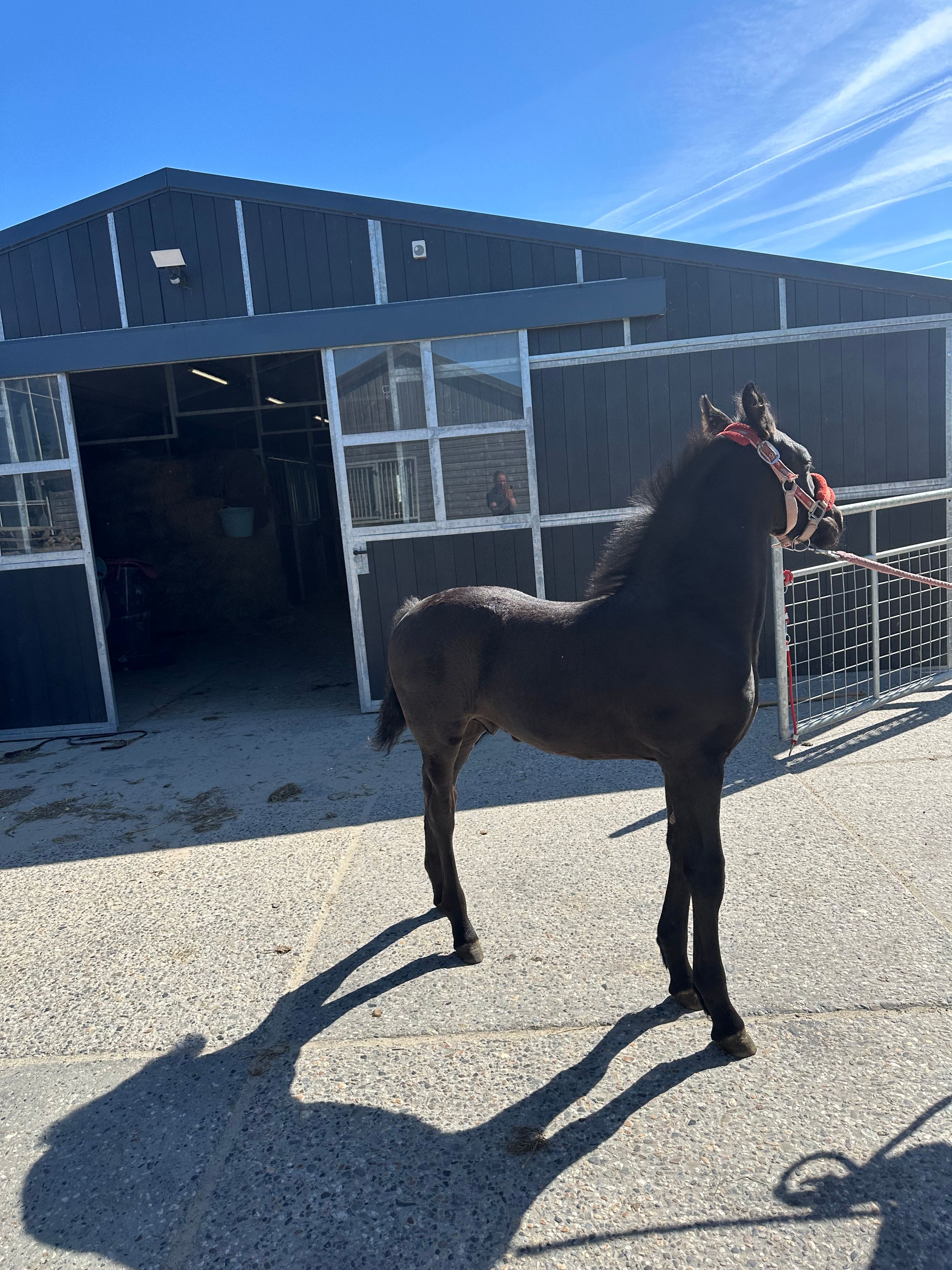 fries hengst 0 years old for sale - Photo 4
