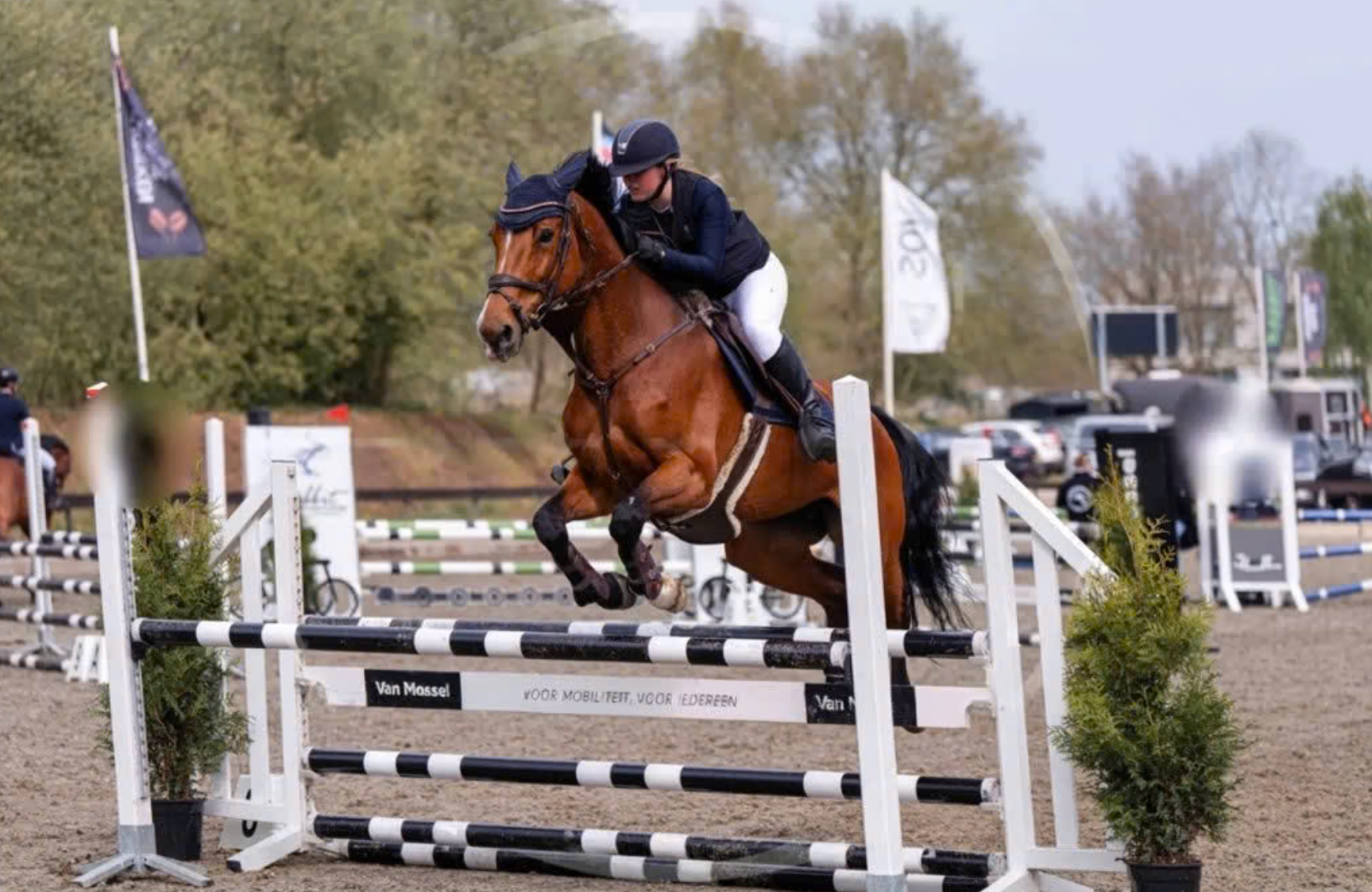 Talented Jumper Mare for Sale