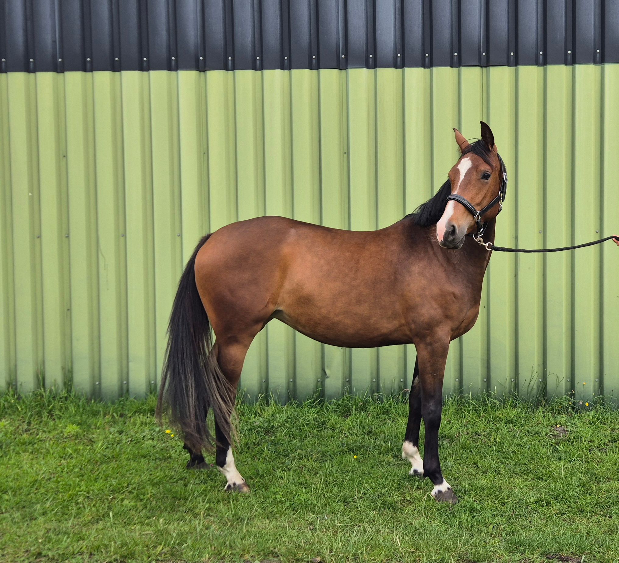 Handsome 3-year-old NRPS mare