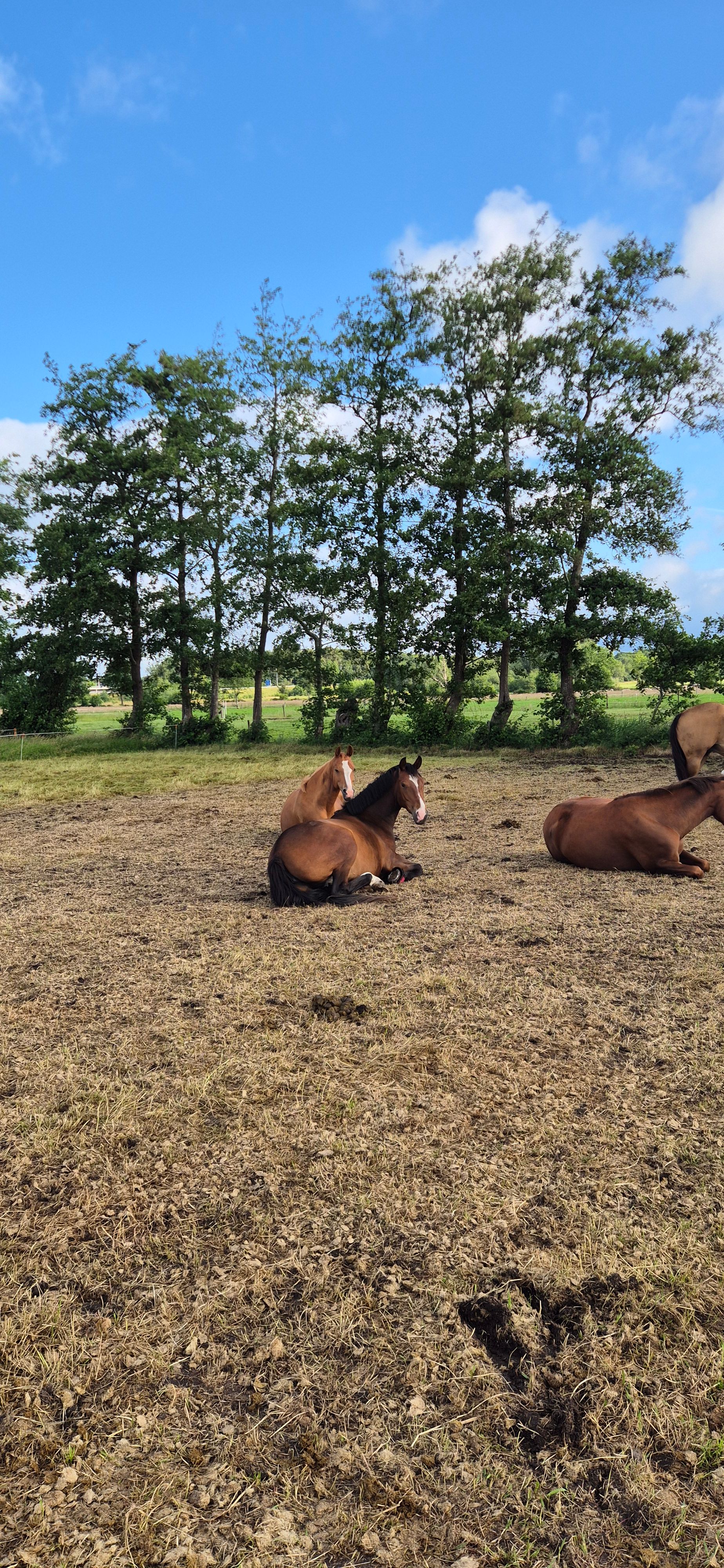 nrps allrounder merrie 3 jaar bruin te koop - Foto 5