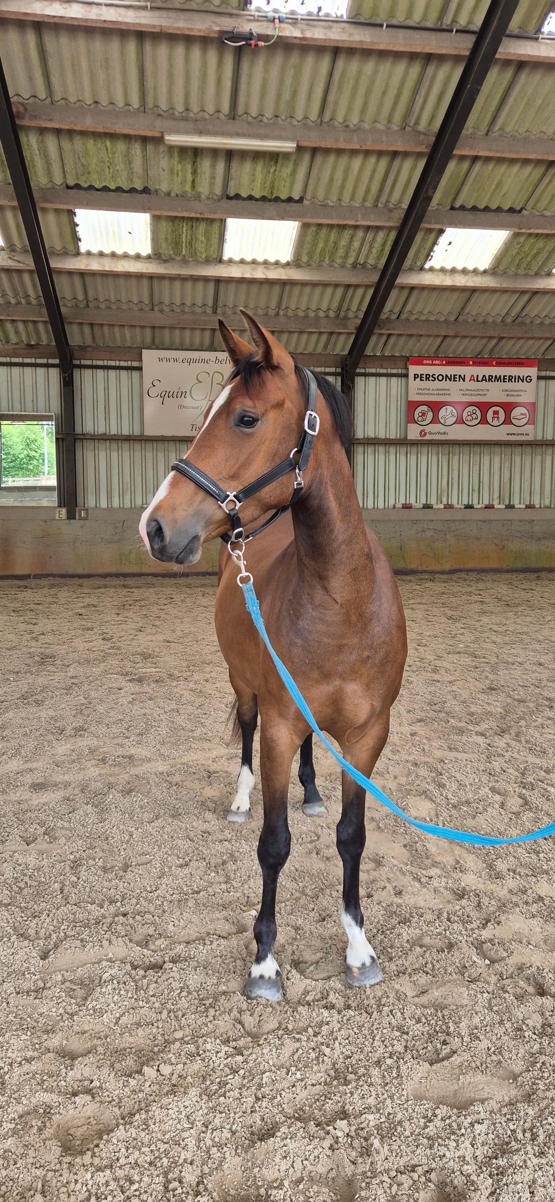 nrps allrounder merrie 3 jaar bruin te koop - Foto 3