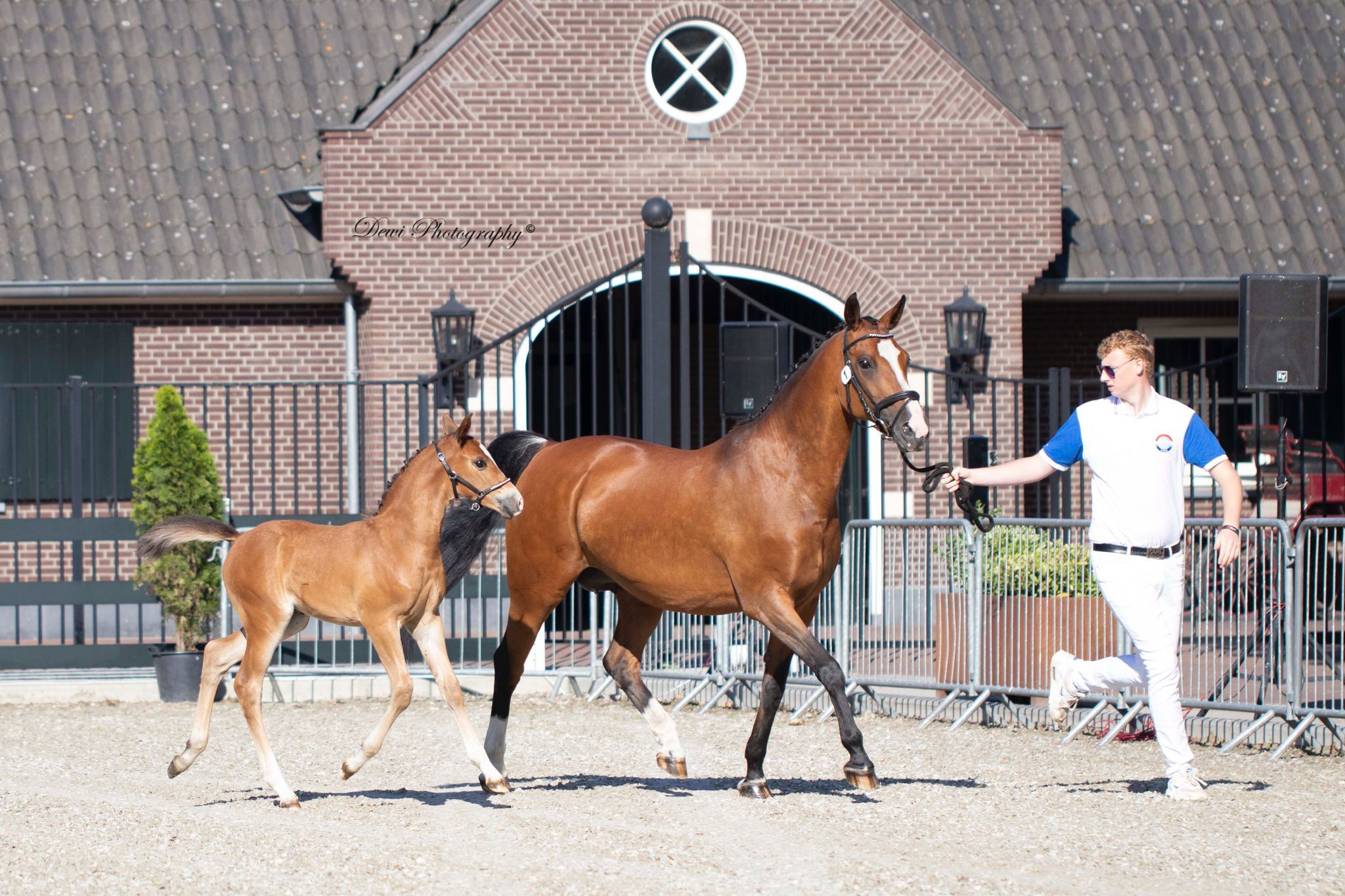 nrps allrounder merrie 3 years old bruin for sale - Photo 6