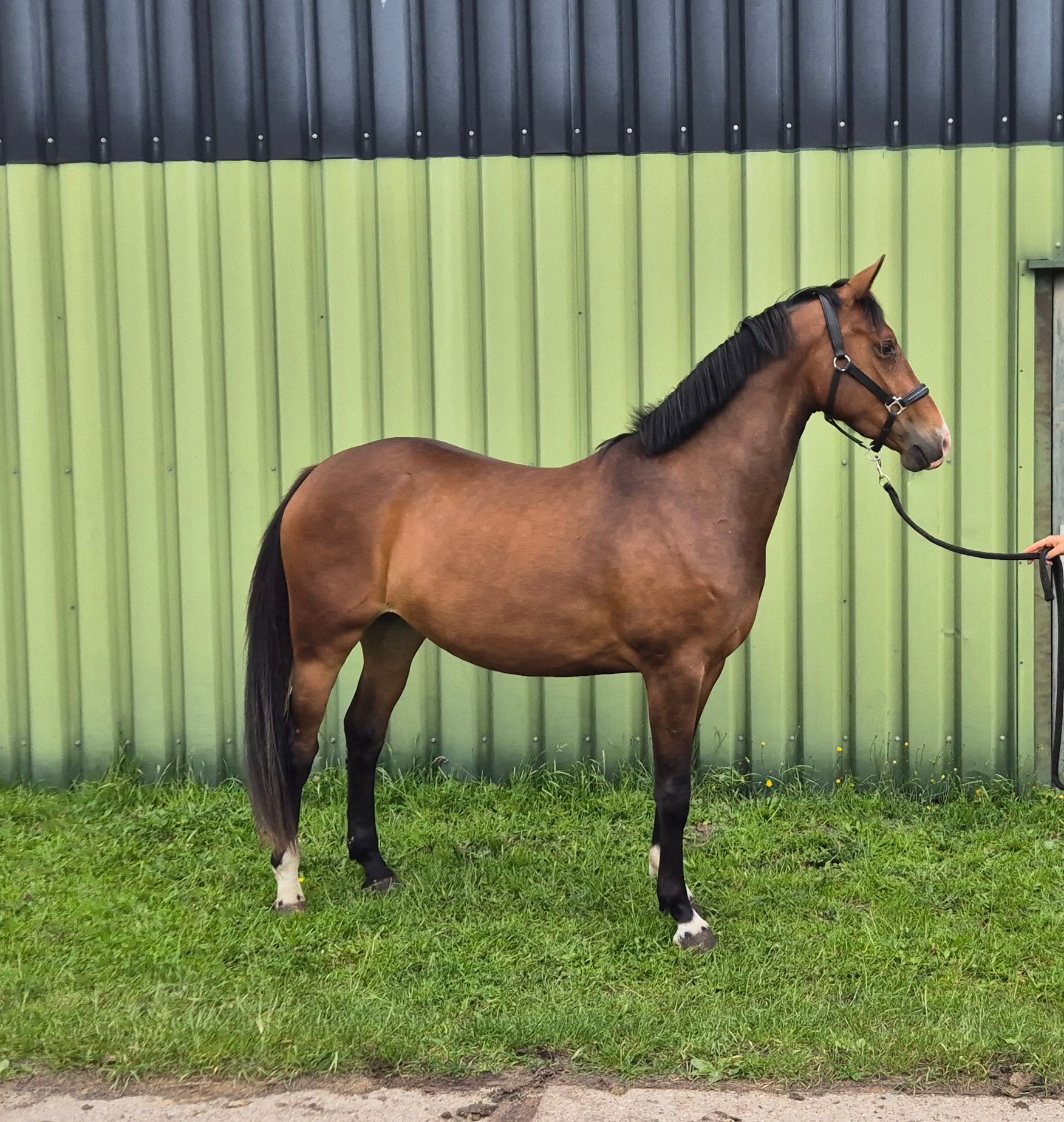 nrps allrounder merrie 3 jaar bruin te koop - Foto 2