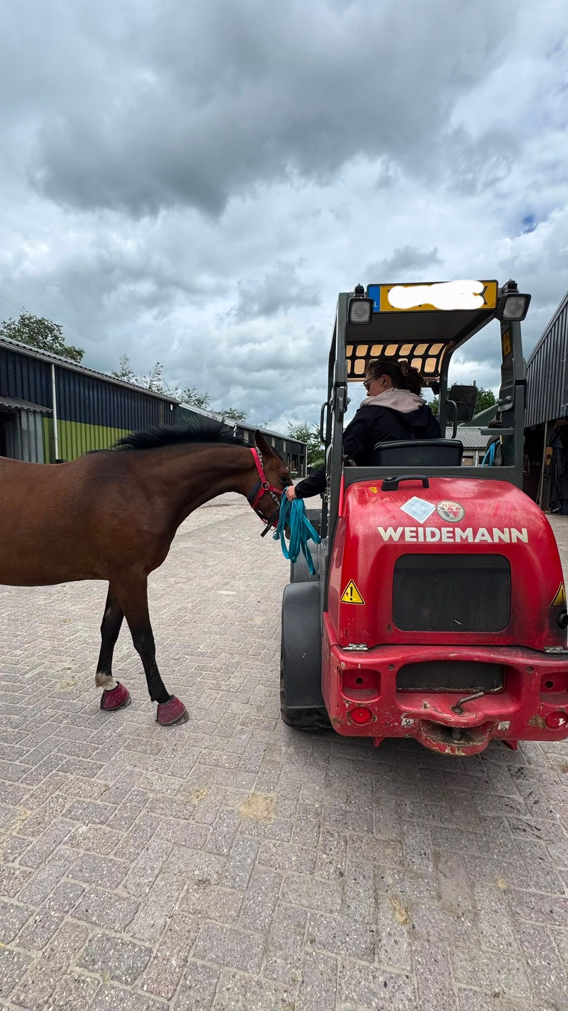 nrps allrounder merrie 3 jaar bruin te koop - Foto 4