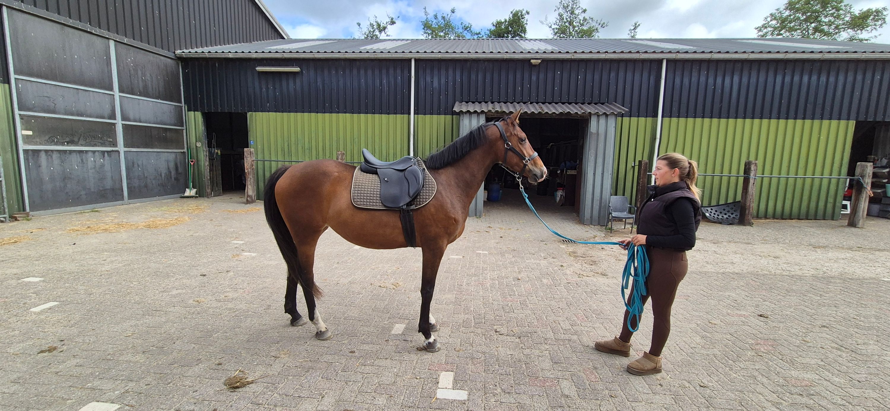 nrps allrounder merrie 3 jaar bruin te koop - Foto 6