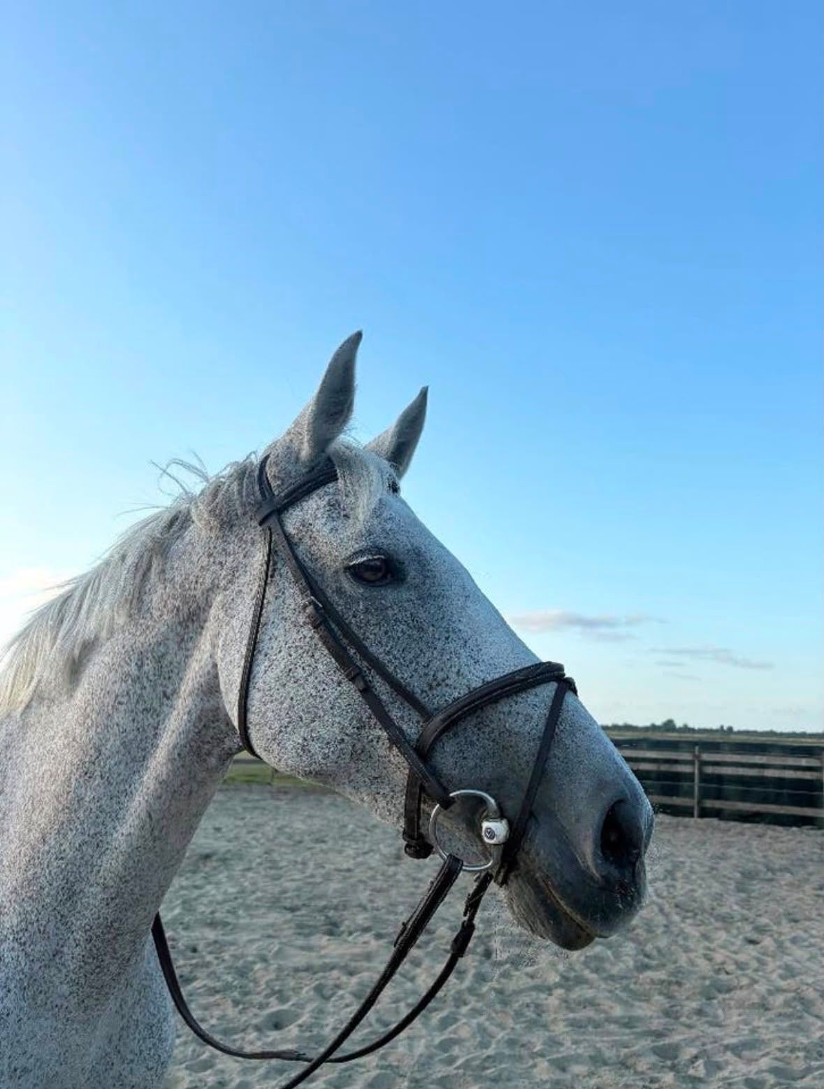 holstein recreatie-paard merrie 16 jaar schimmel te koop - Foto 2