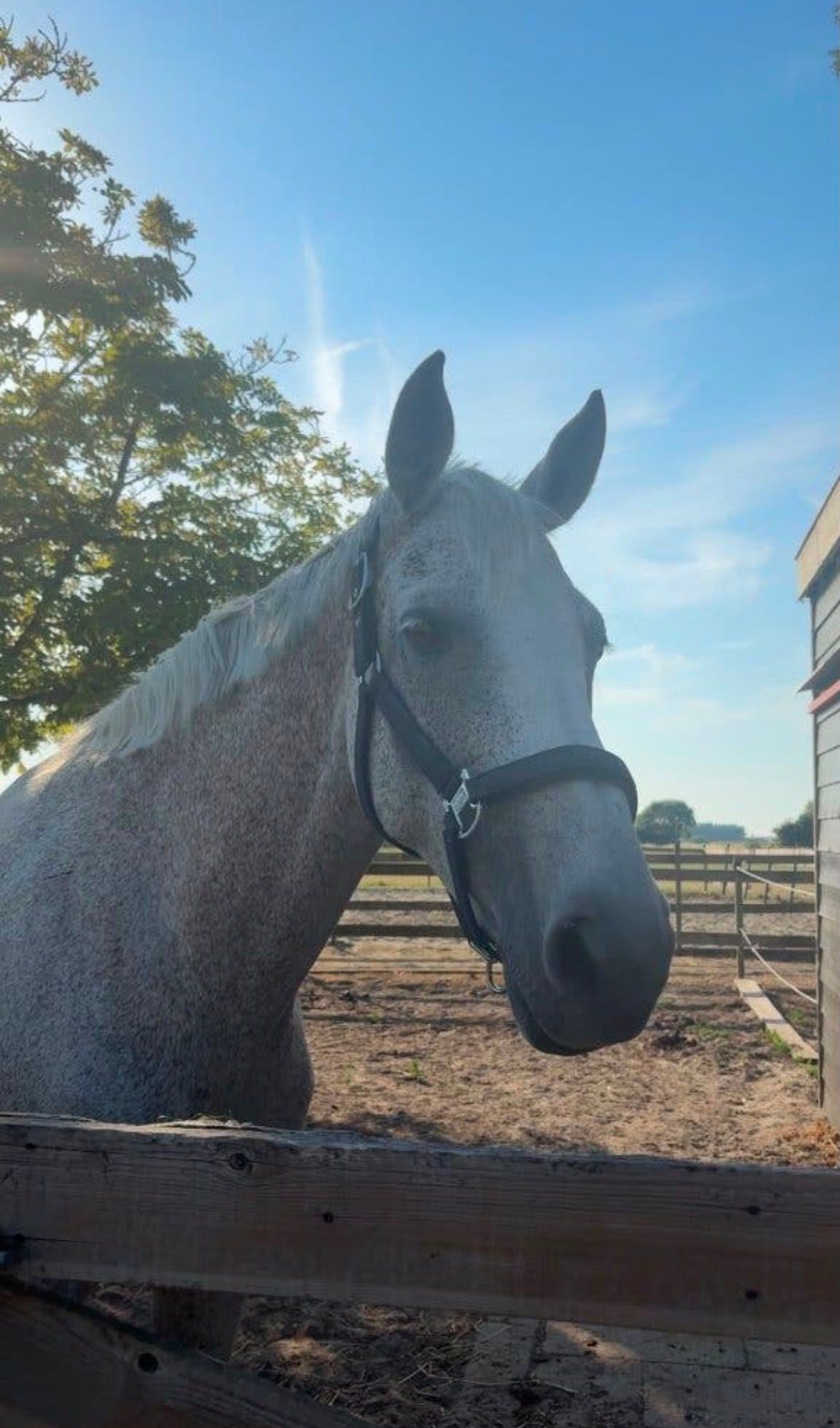 holstein recreatie-paard merrie 16 jaar schimmel te koop - Foto 6