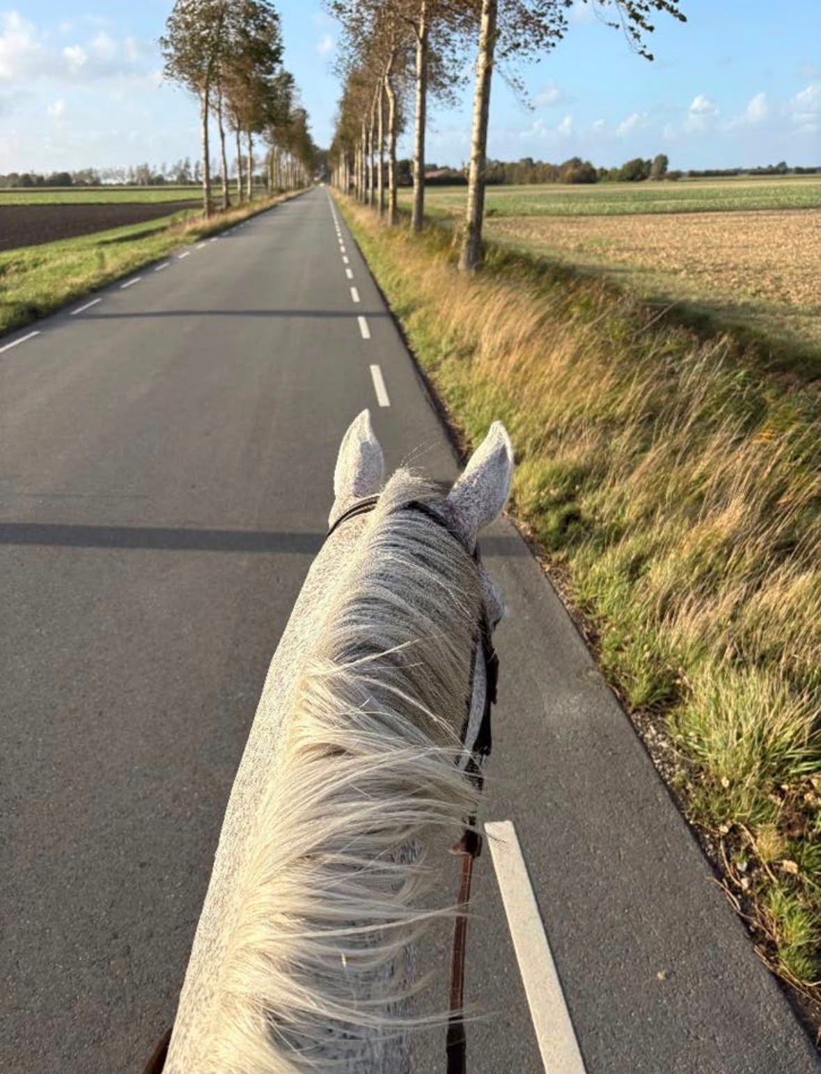 holstein recreatie-paard merrie 16 jaar schimmel te koop - Foto 4