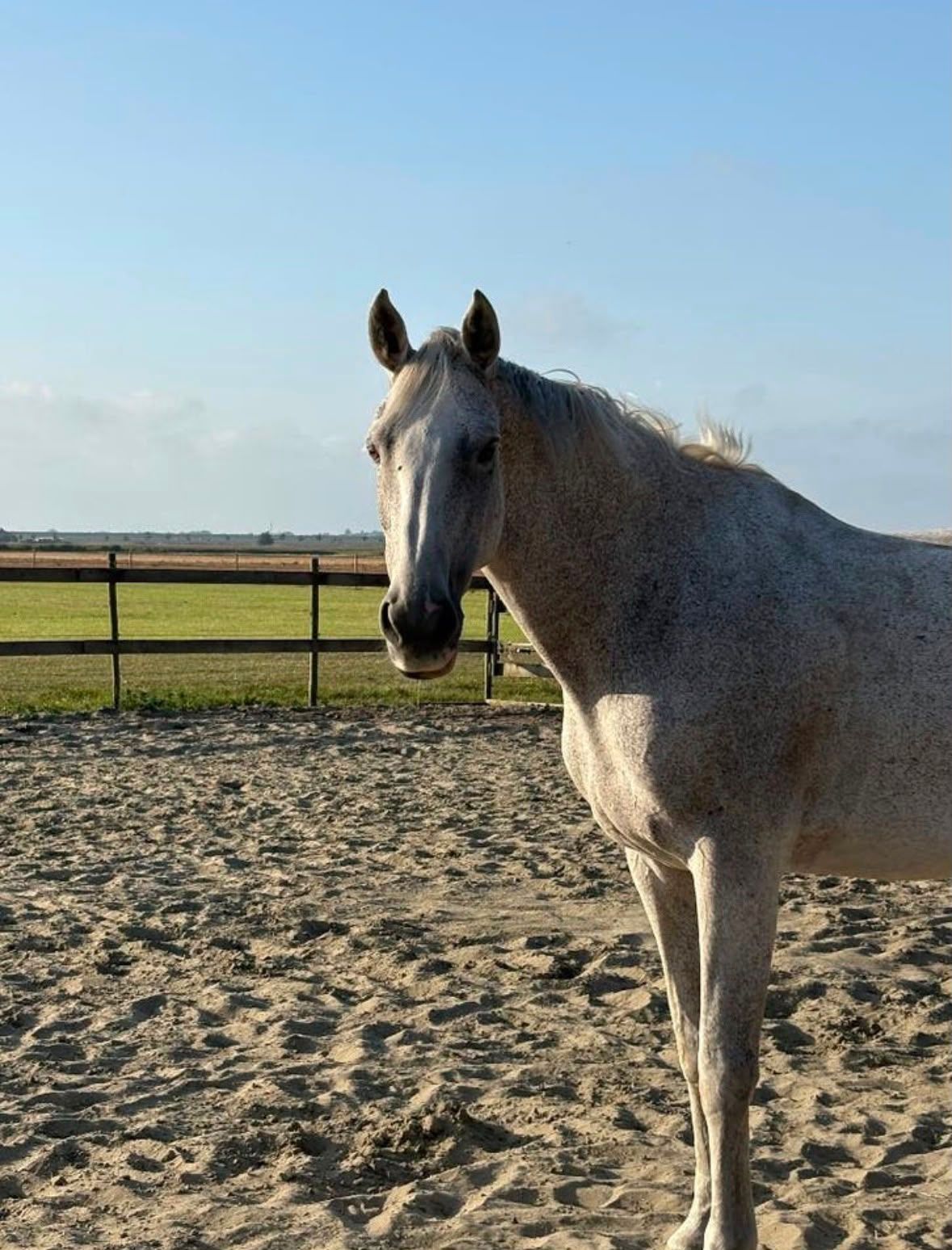 holstein recreatie-paard merrie 16 jaar schimmel te koop - Foto 3