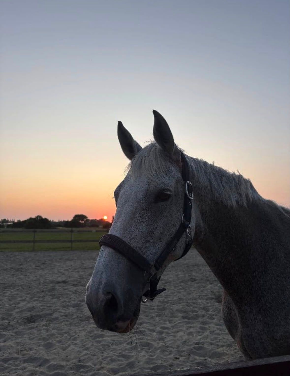 holstein recreatie-paard merrie 16 jaar schimmel te koop - Foto 5