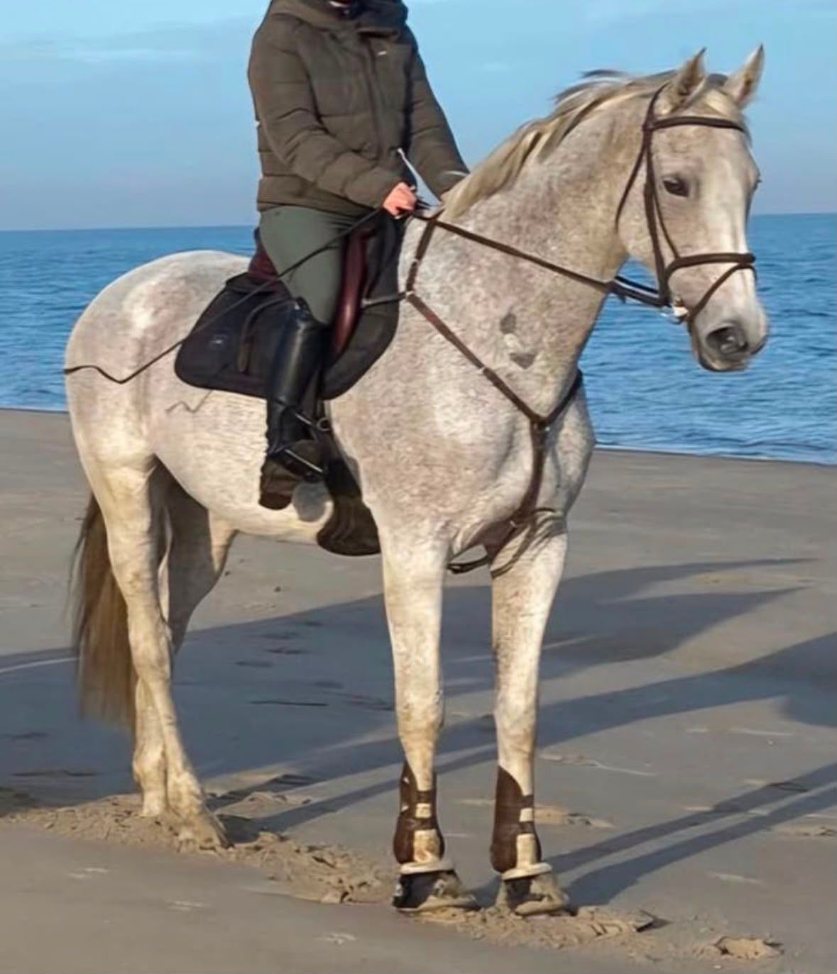 Good-natured, forward-going leisure horse