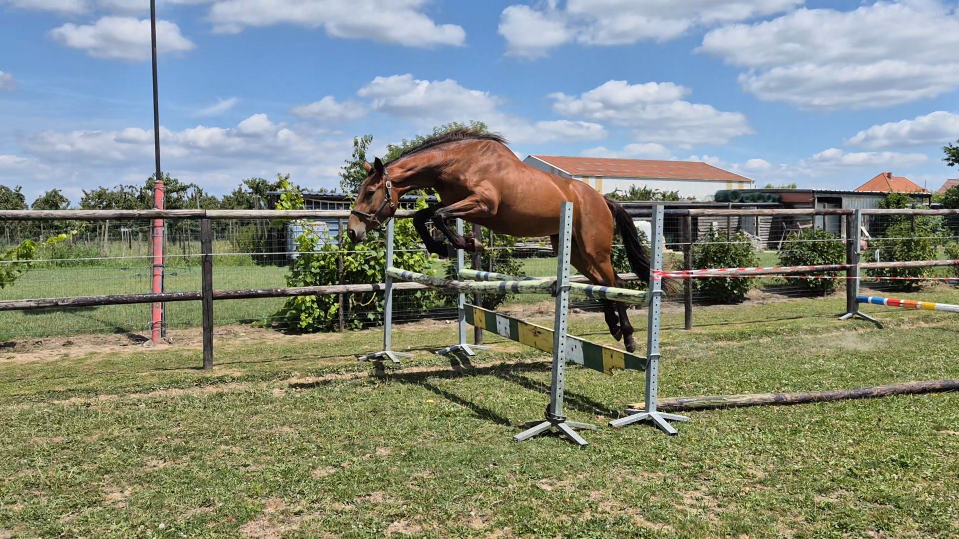anglo-europees springpaard merrie 3 years old donkerbruin for sale - Photo 3