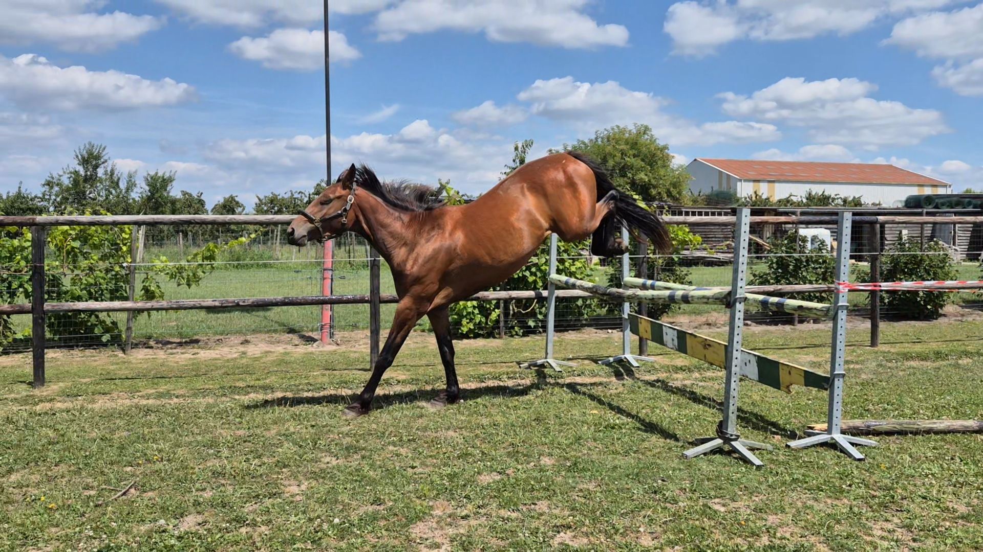 anglo-europees springpaard merrie 3 years old donkerbruin for sale - Photo 4