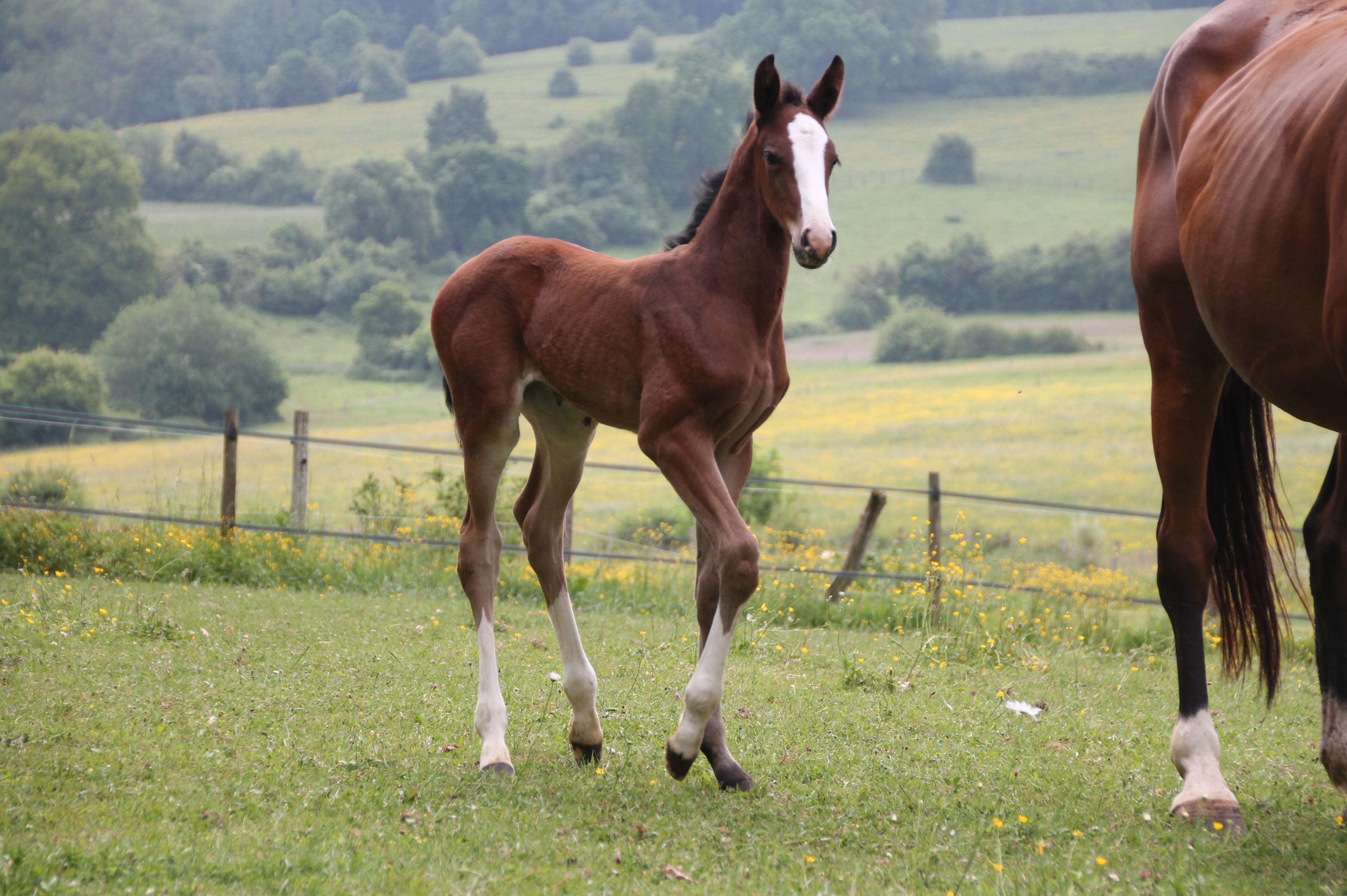 1-Year-Old and 2-Year-Old Fillies for Sale