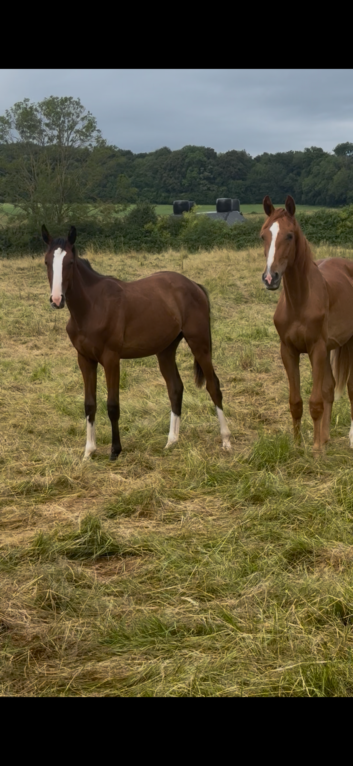 zangersheide springpaard merrie 1 years old for sale - Photo 5