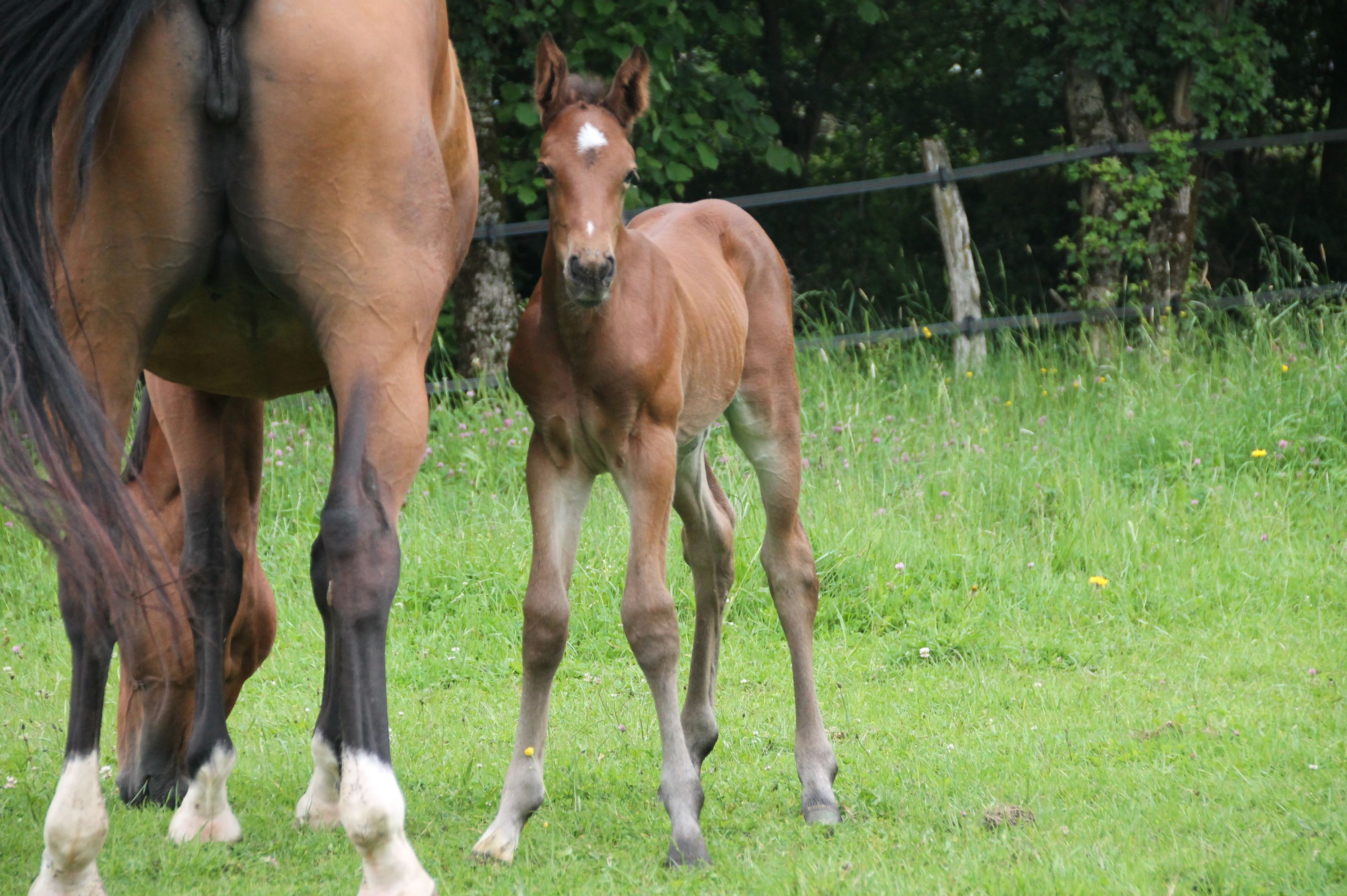 zangersheide springpaard merrie 1 years old for sale - Photo 2