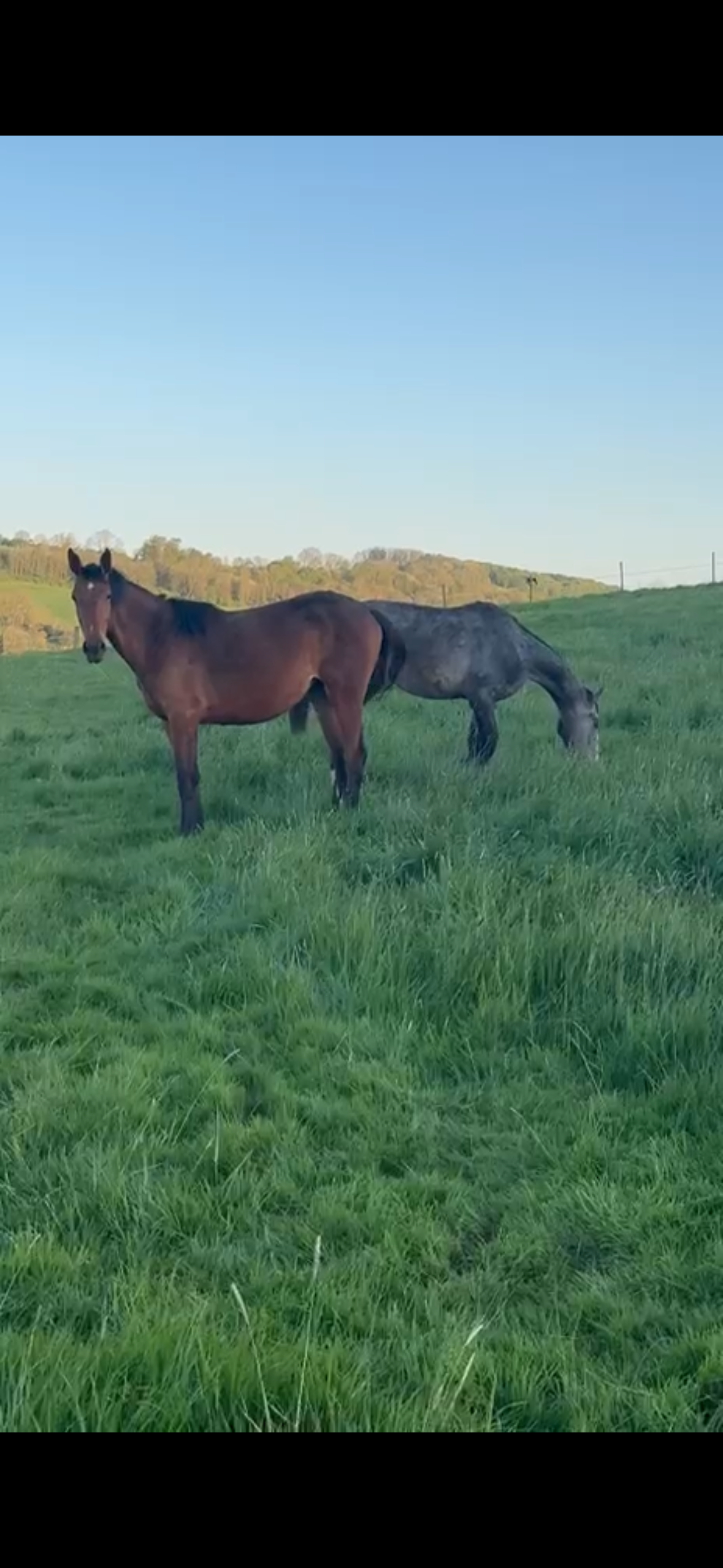 zangersheide springpaard merrie 1 years old for sale - Photo 6