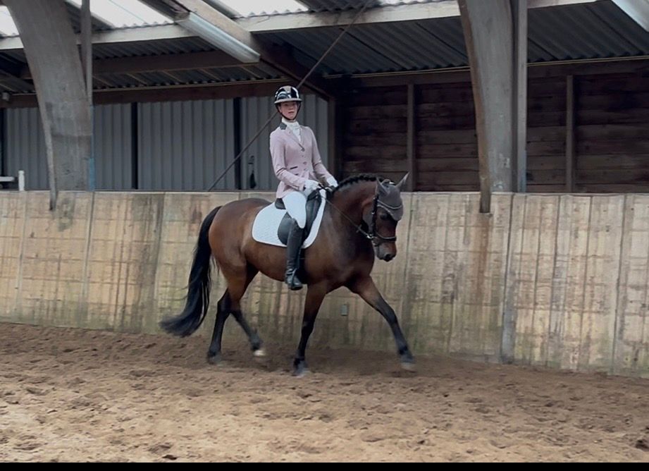nrps allround-pony ruin 8 jaar bruin te koop - Foto 5