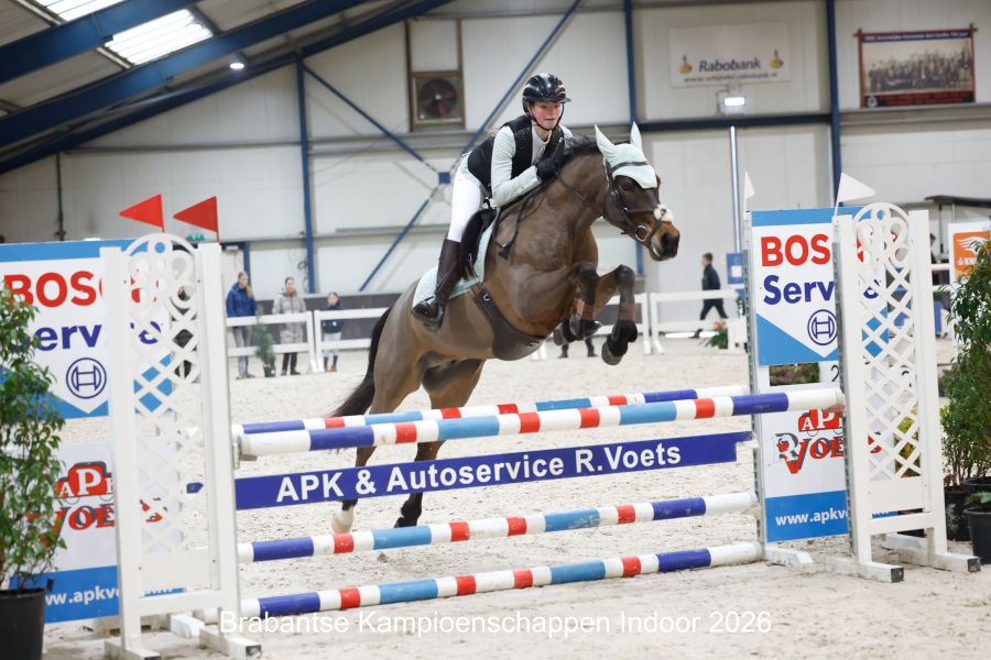 nrps allround-pony ruin 8 jaar bruin te koop - Foto 4