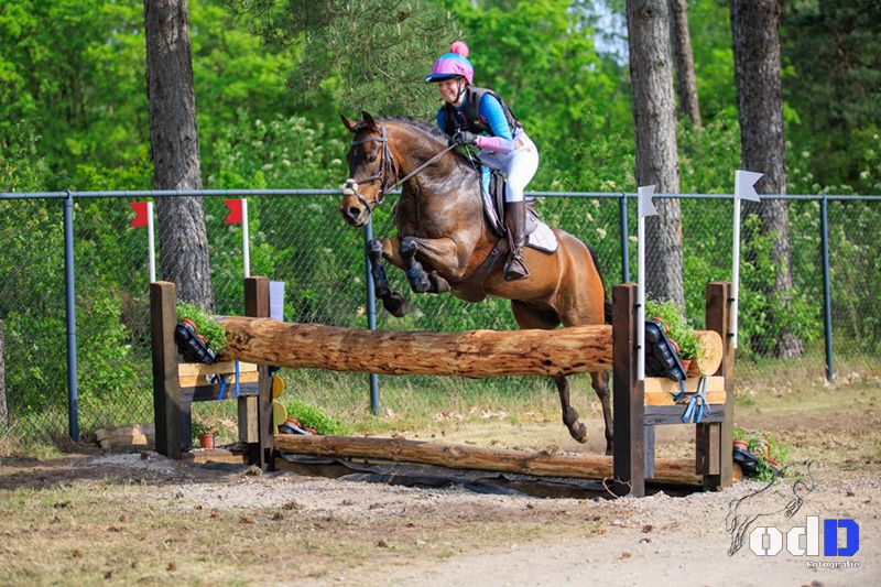 nrps allround-pony ruin 8 jaar bruin te koop - Foto 3