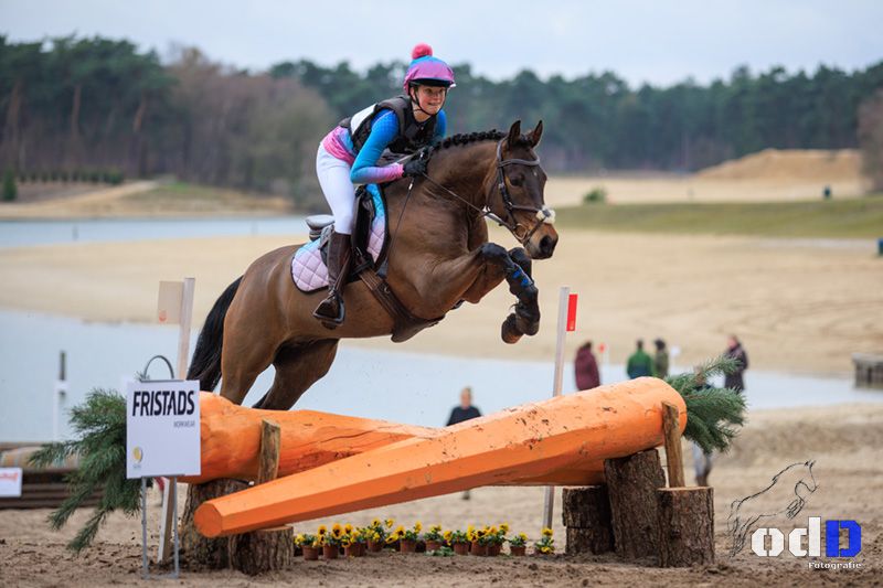 nrps allround-pony ruin 8 jaar bruin te koop - Foto 2
