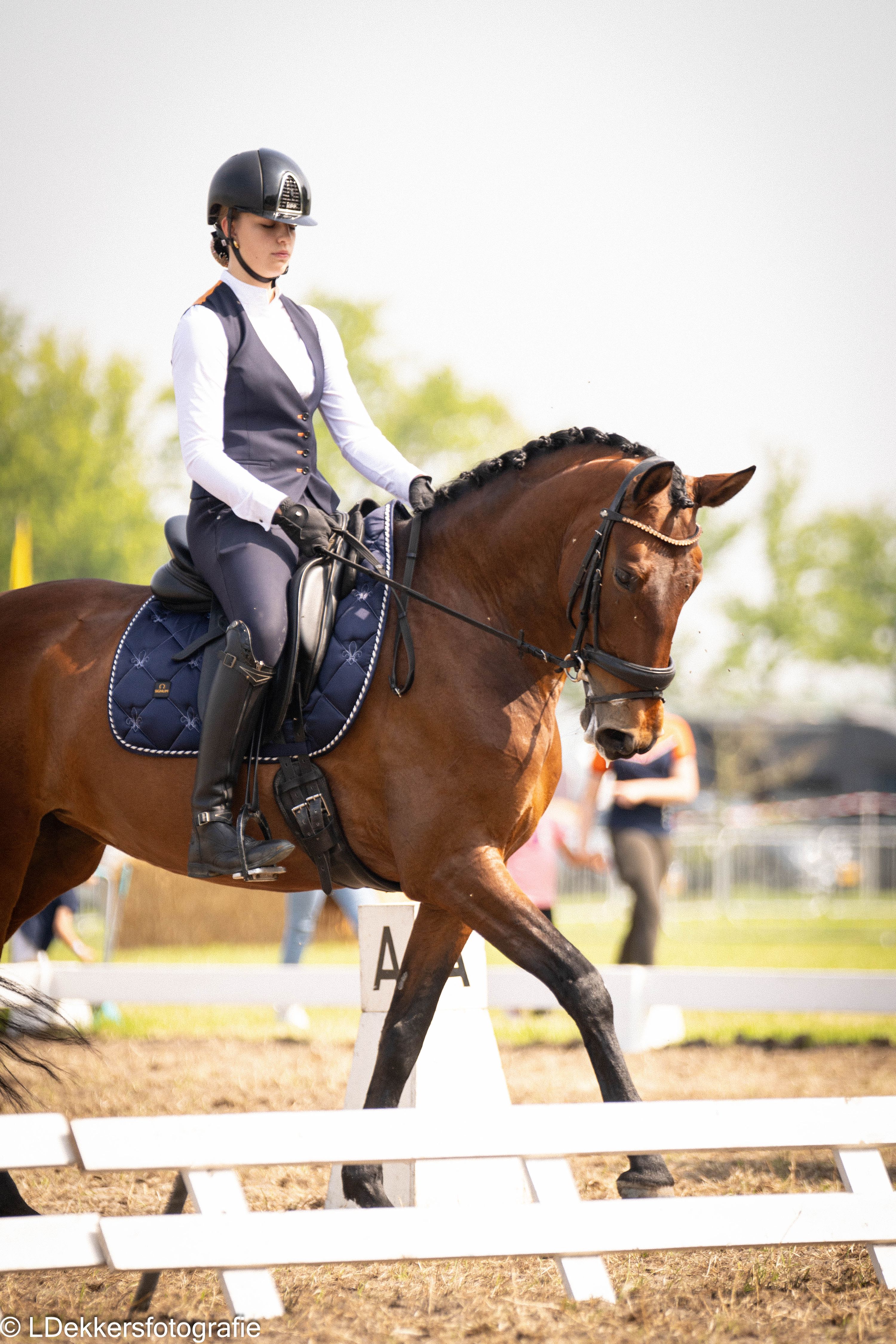9-year-old Lusitano mare, super character