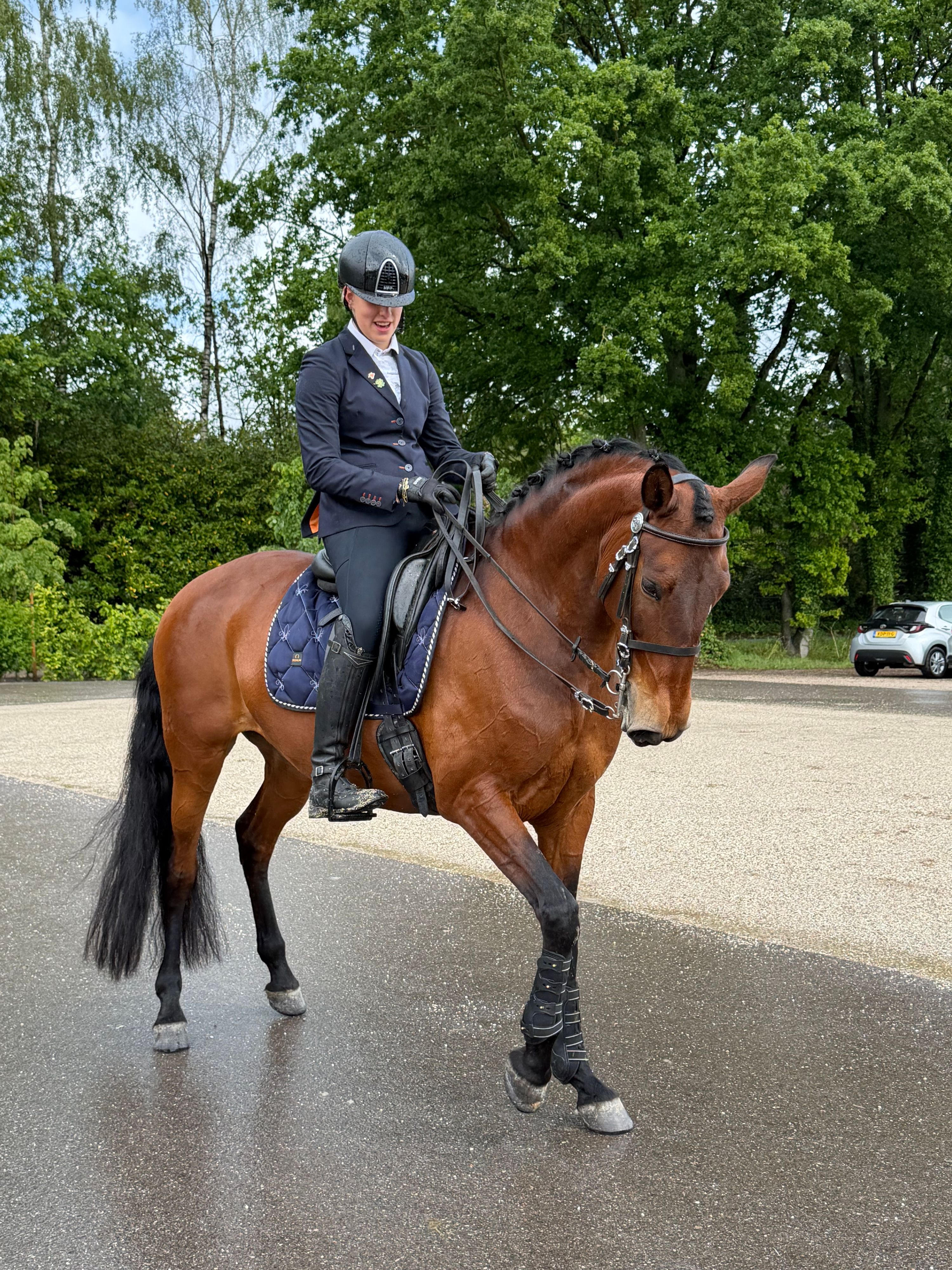9-årigt Lusitano-hoppe, super karakter