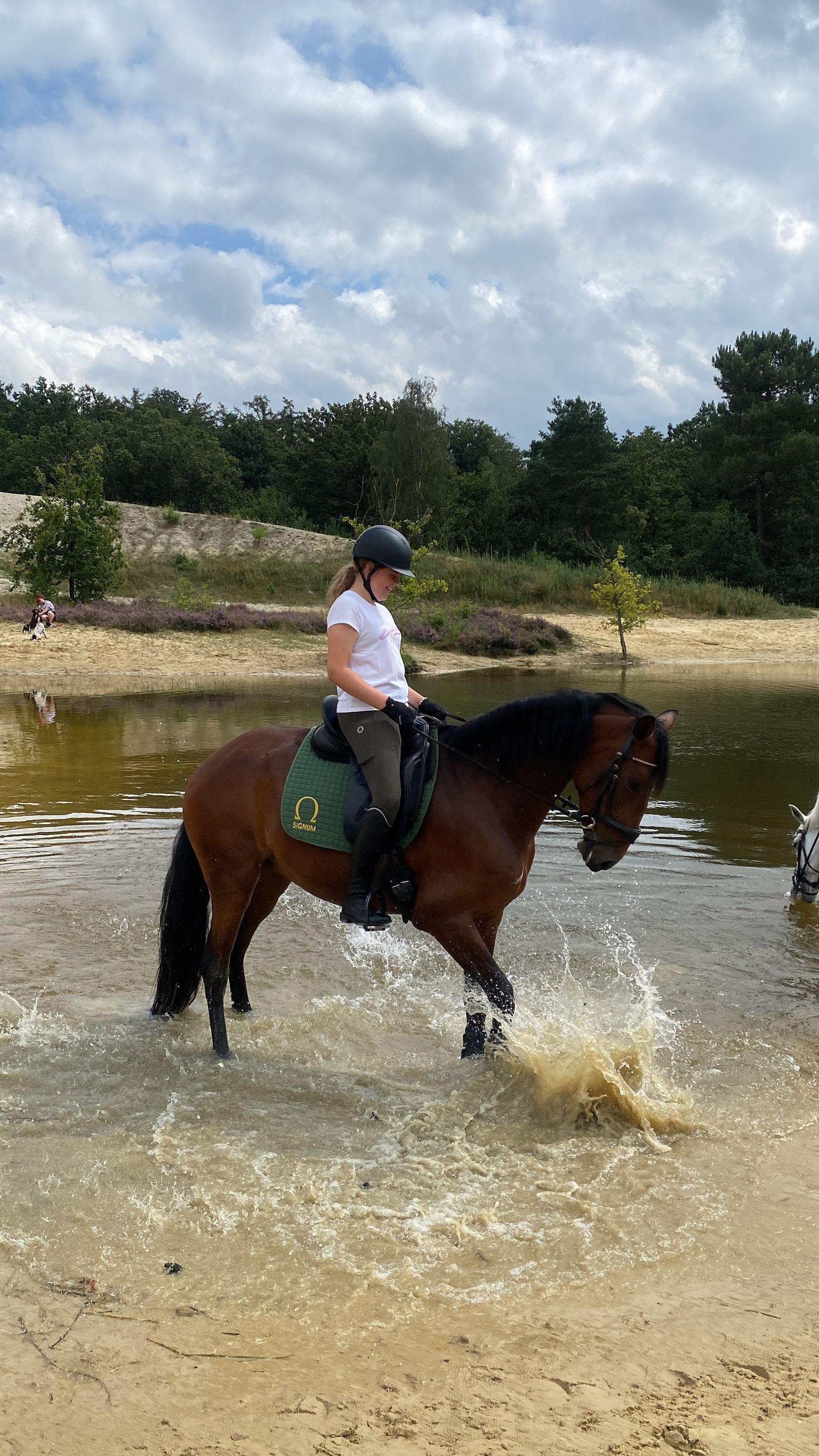 lusitano dressuurpaard merrie 9 år kastanje til salg - Foto 5