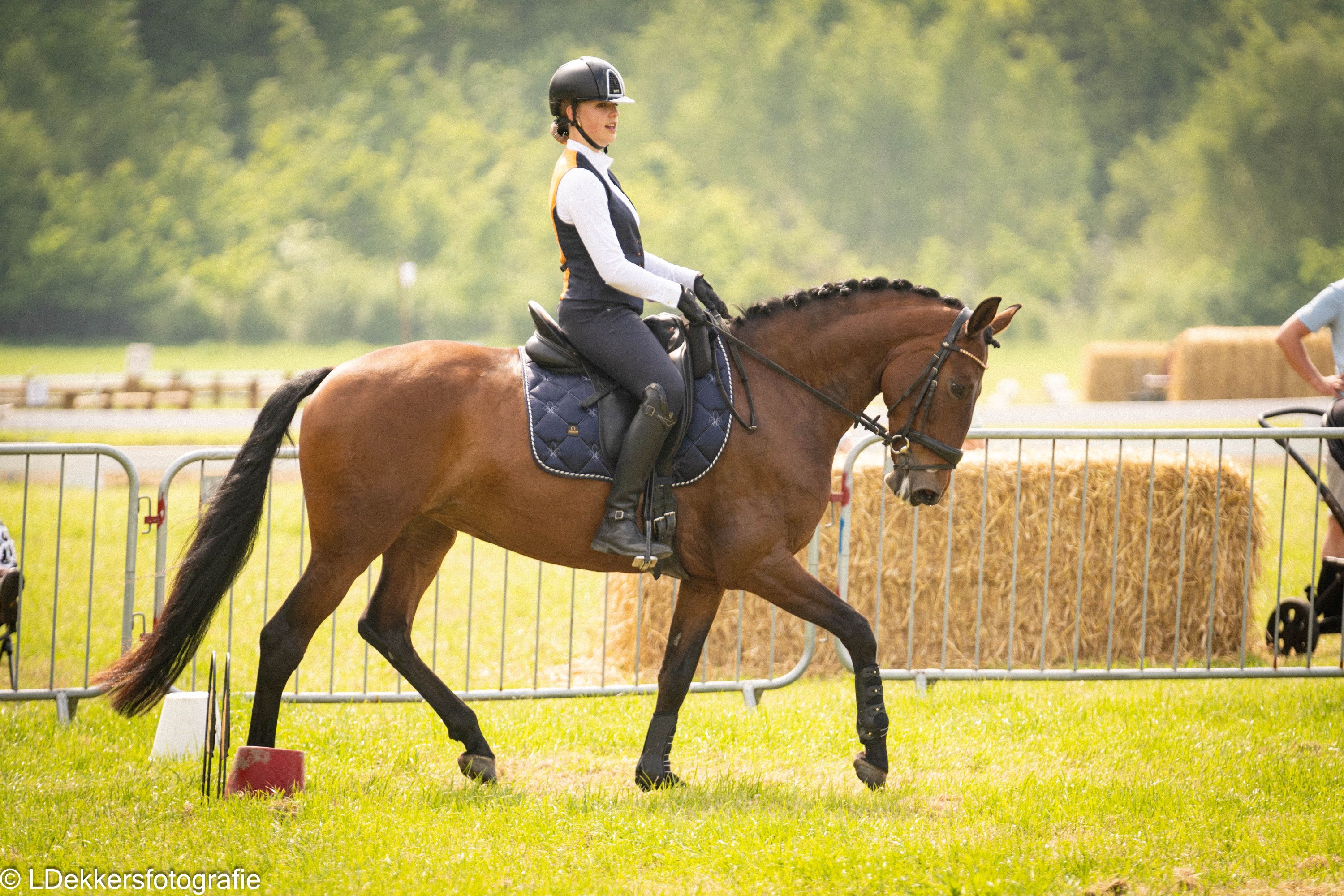 lusitano dressuurpaard merrie 9 år kastanje til salg - Foto 3