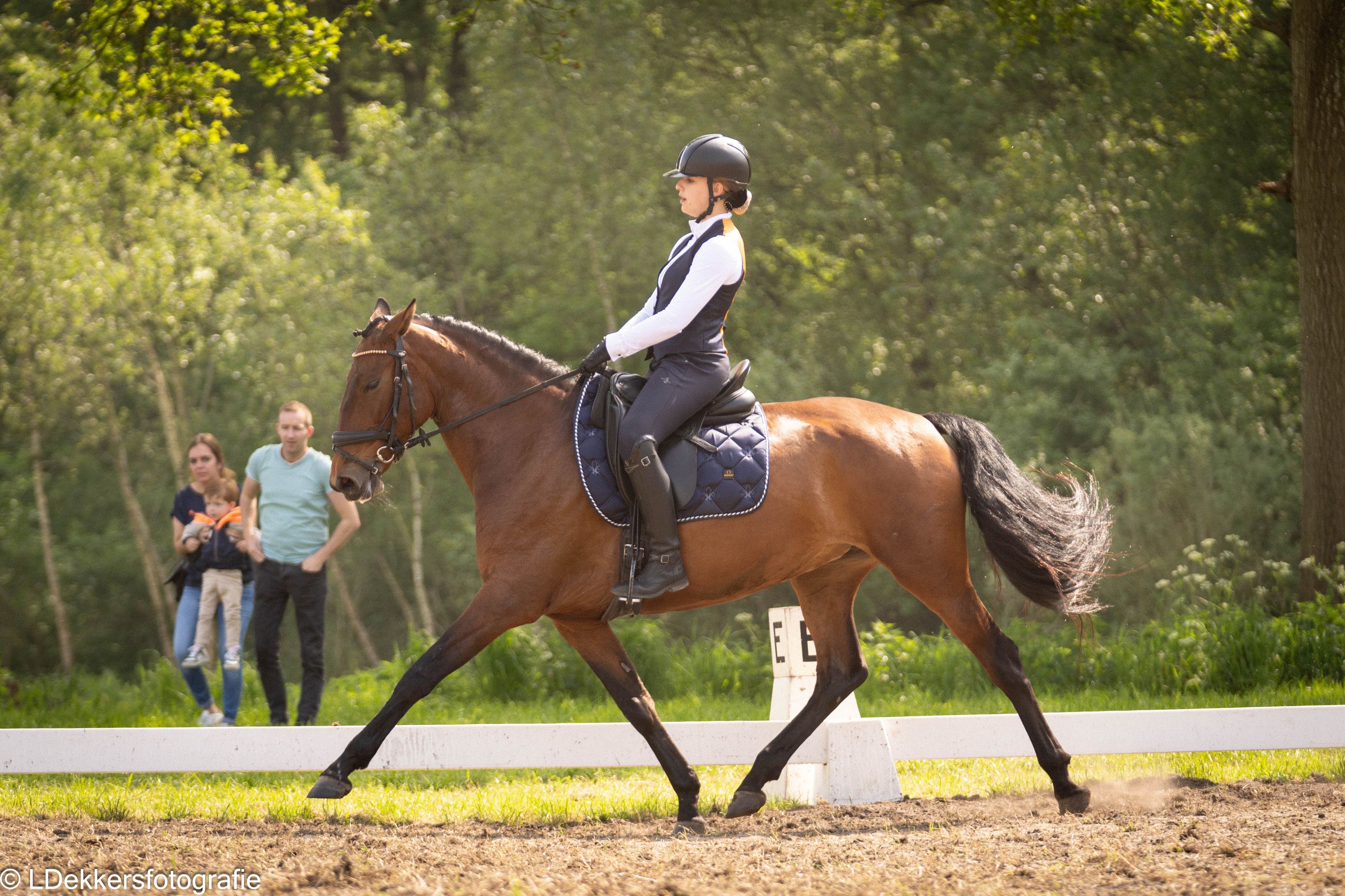 lusitano dressuurpaard merrie 9 år kastanje til salg - Foto 4