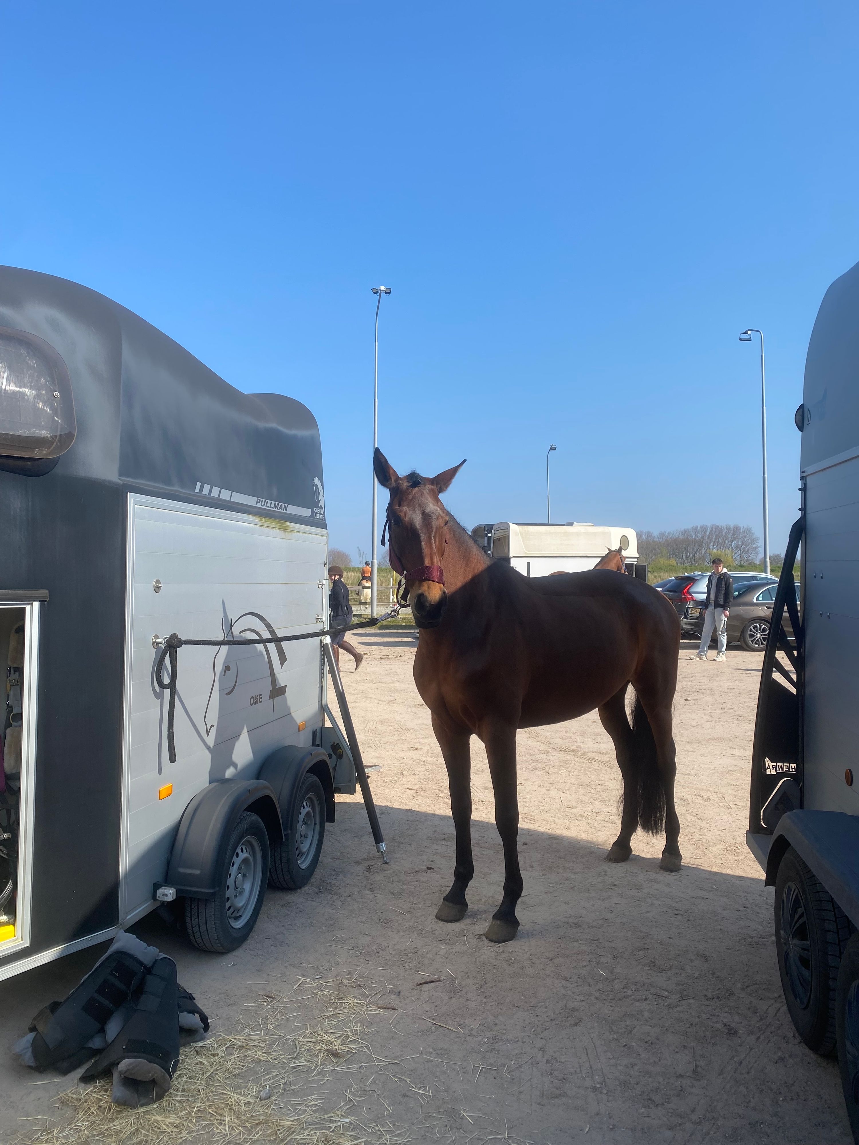 lusitano dressuurpaard merrie 9 år kastanje til salg - Foto 6