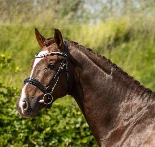 kwpn dressuurpaard hengst 4 ans vos à vendre - Photo 4