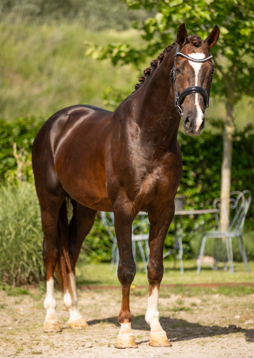 kwpn dressuurpaard hengst 4 ans vos à vendre - Photo 3