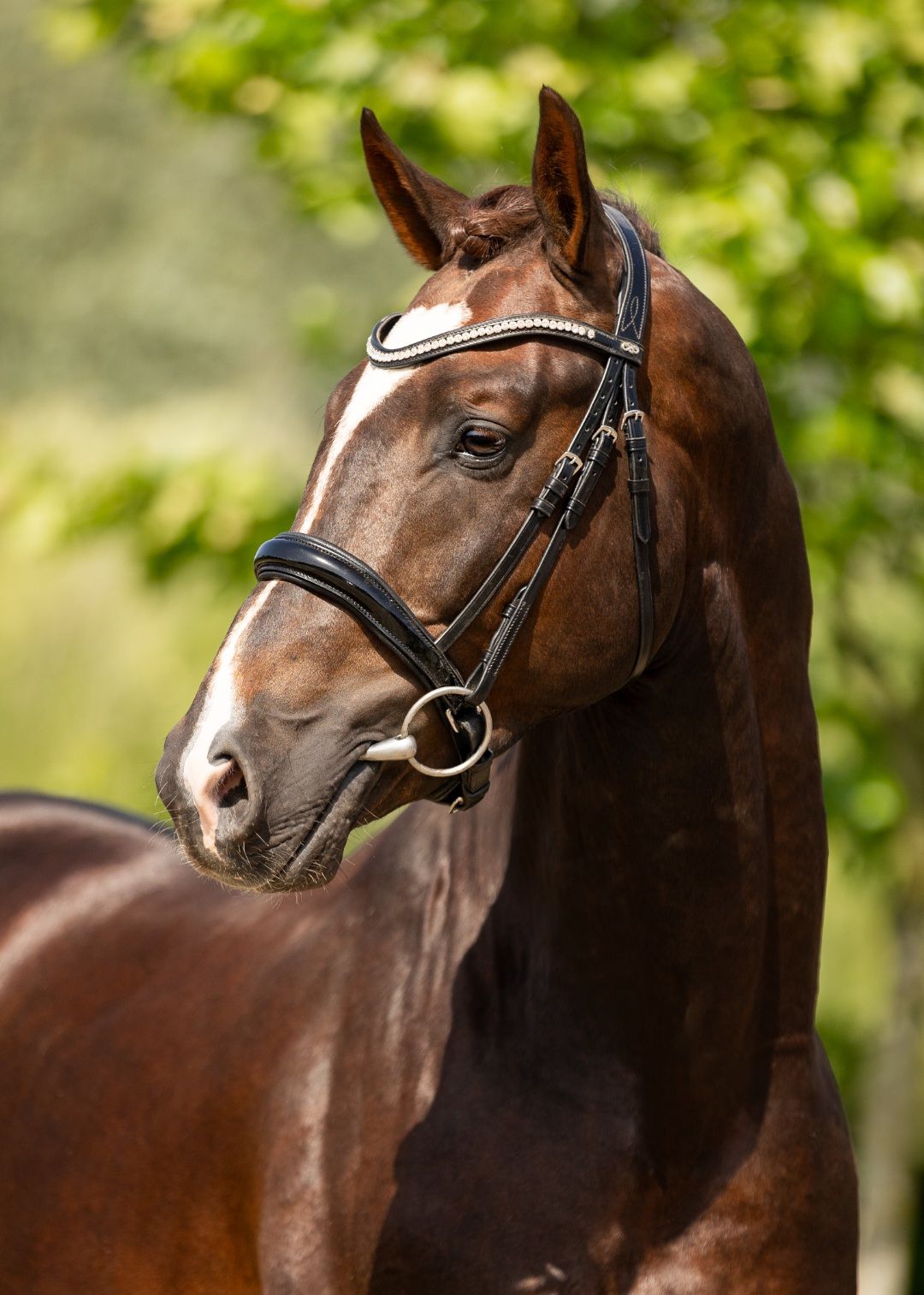 kwpn dressuurpaard hengst 4 ans vos à vendre - Photo 2