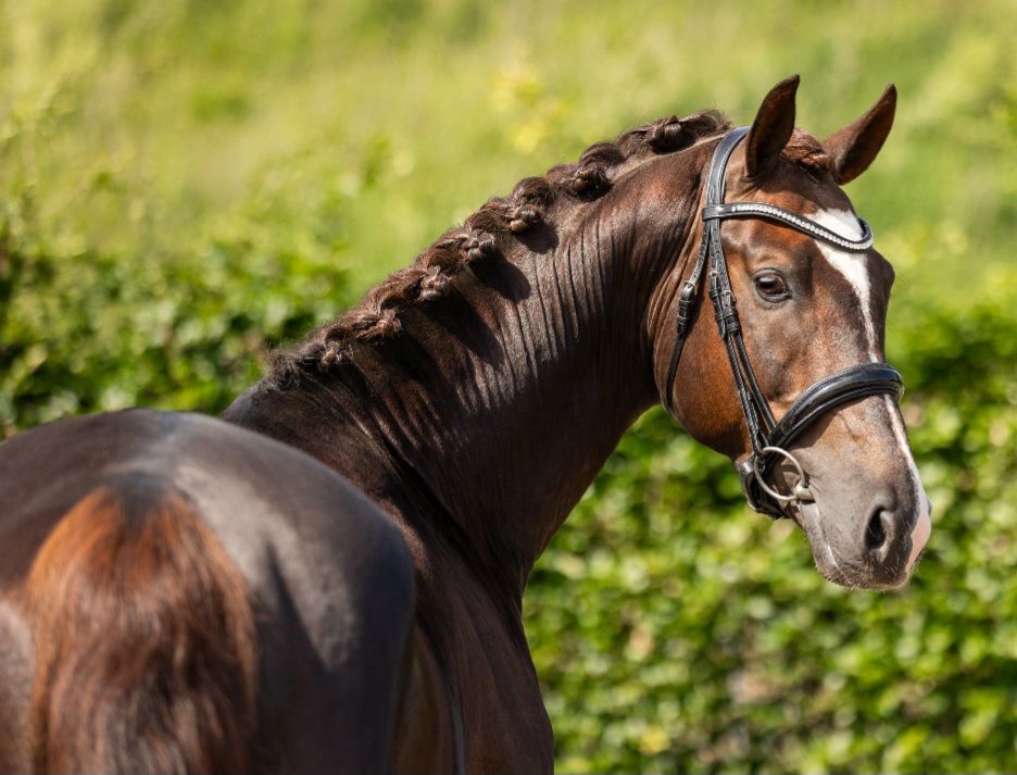 kwpn dressuurpaard hengst 4 ans vos à vendre - Photo 5