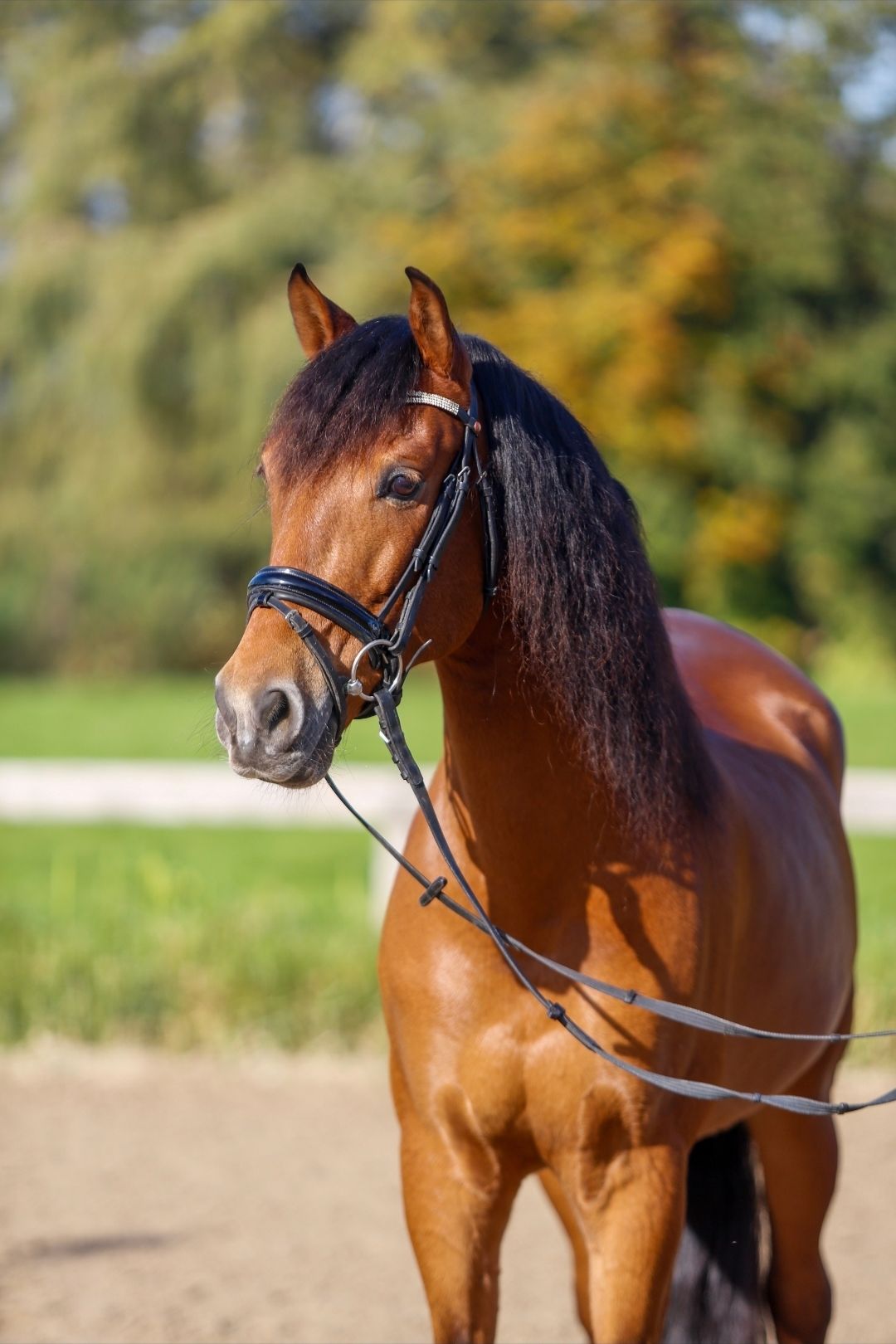 Lindo castrado PRE (Z2 dressage) com caráter de ouro à venda