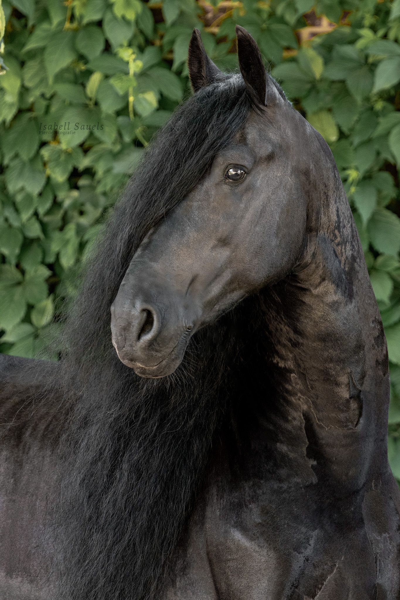 fries hengst 10 år zwart till salu - Foto 3