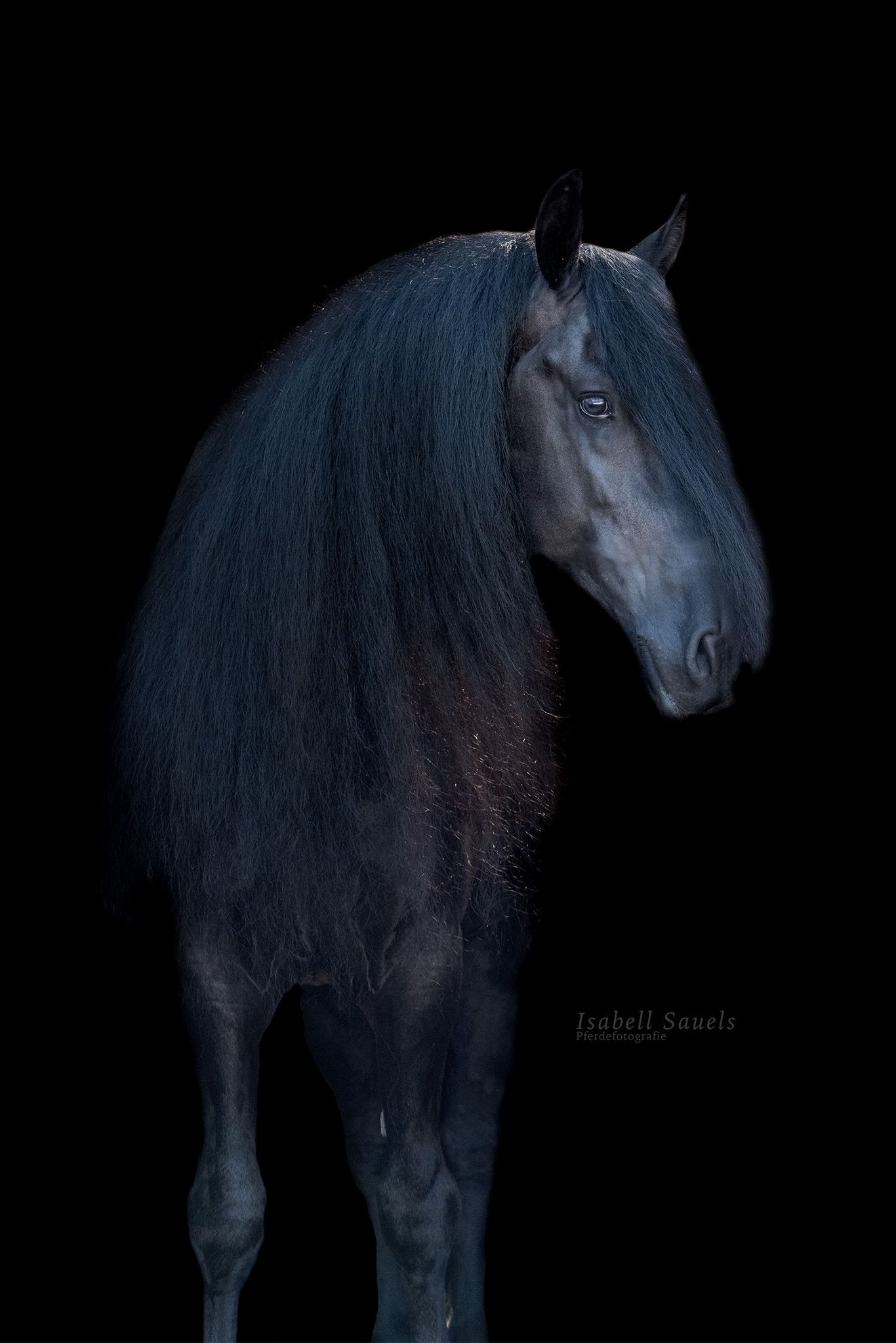 Beautiful, talented stallion for sale