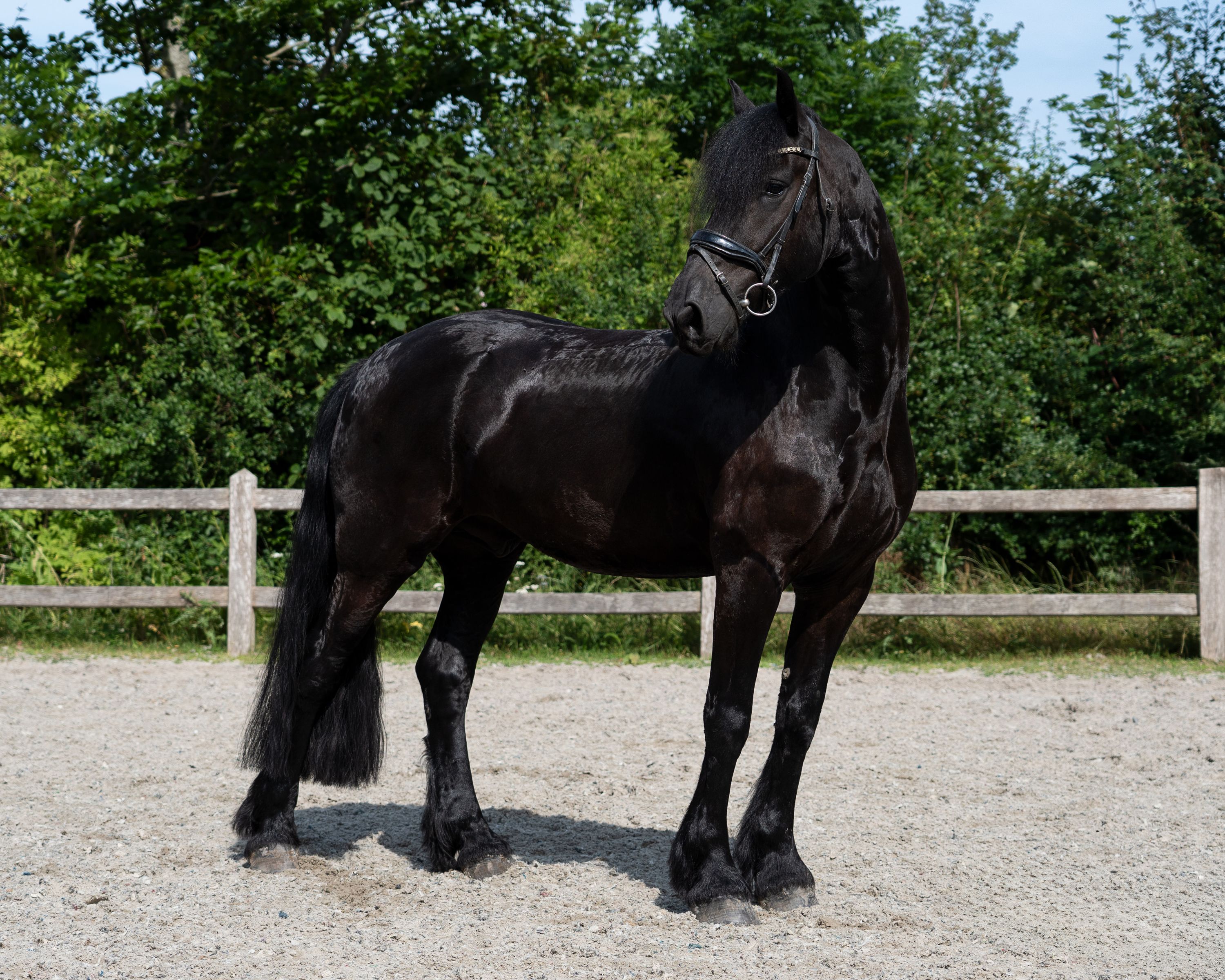 Beautiful sport gelding (reserved)