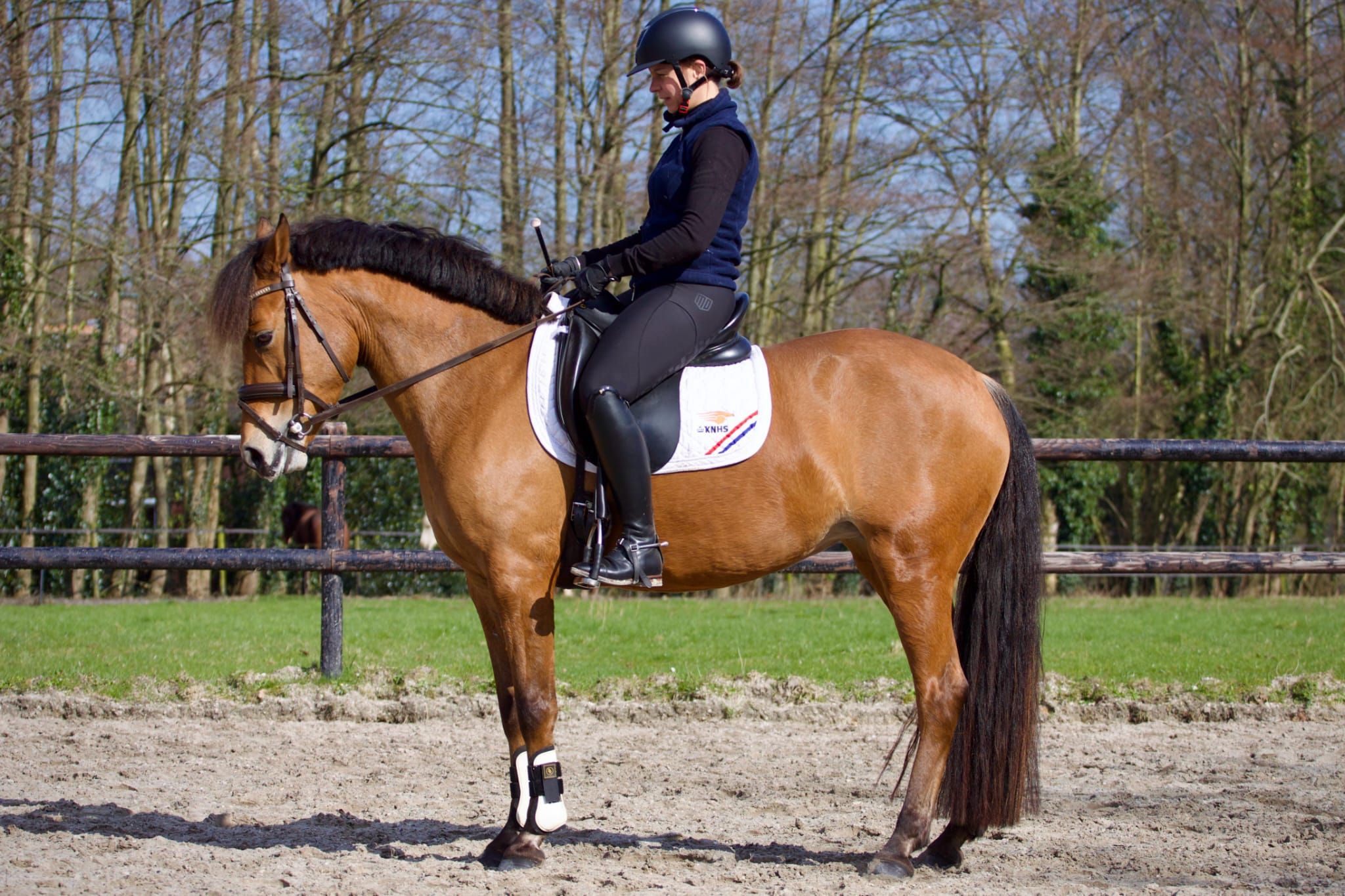 anglo-europees allround-pony merrie 7 år bruin till salu - Foto 4