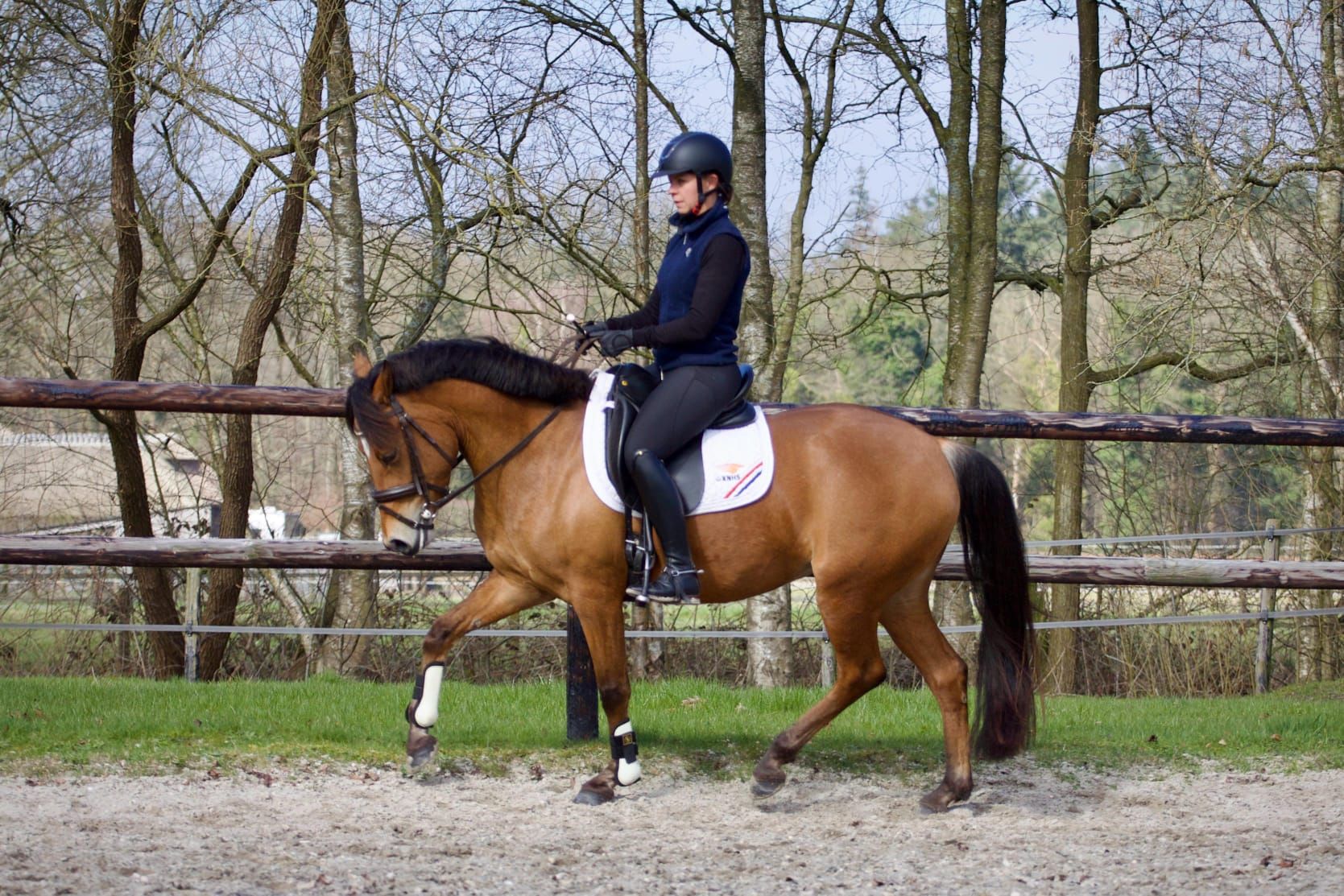 anglo-europees allround-pony merrie 7 år bruin till salu - Foto 3